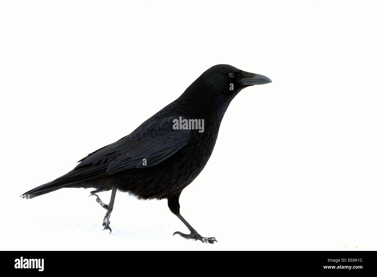 Carrion crow - Eurasian Crow (Corvus corone) passeggiate sulla neve in inverno Foto Stock