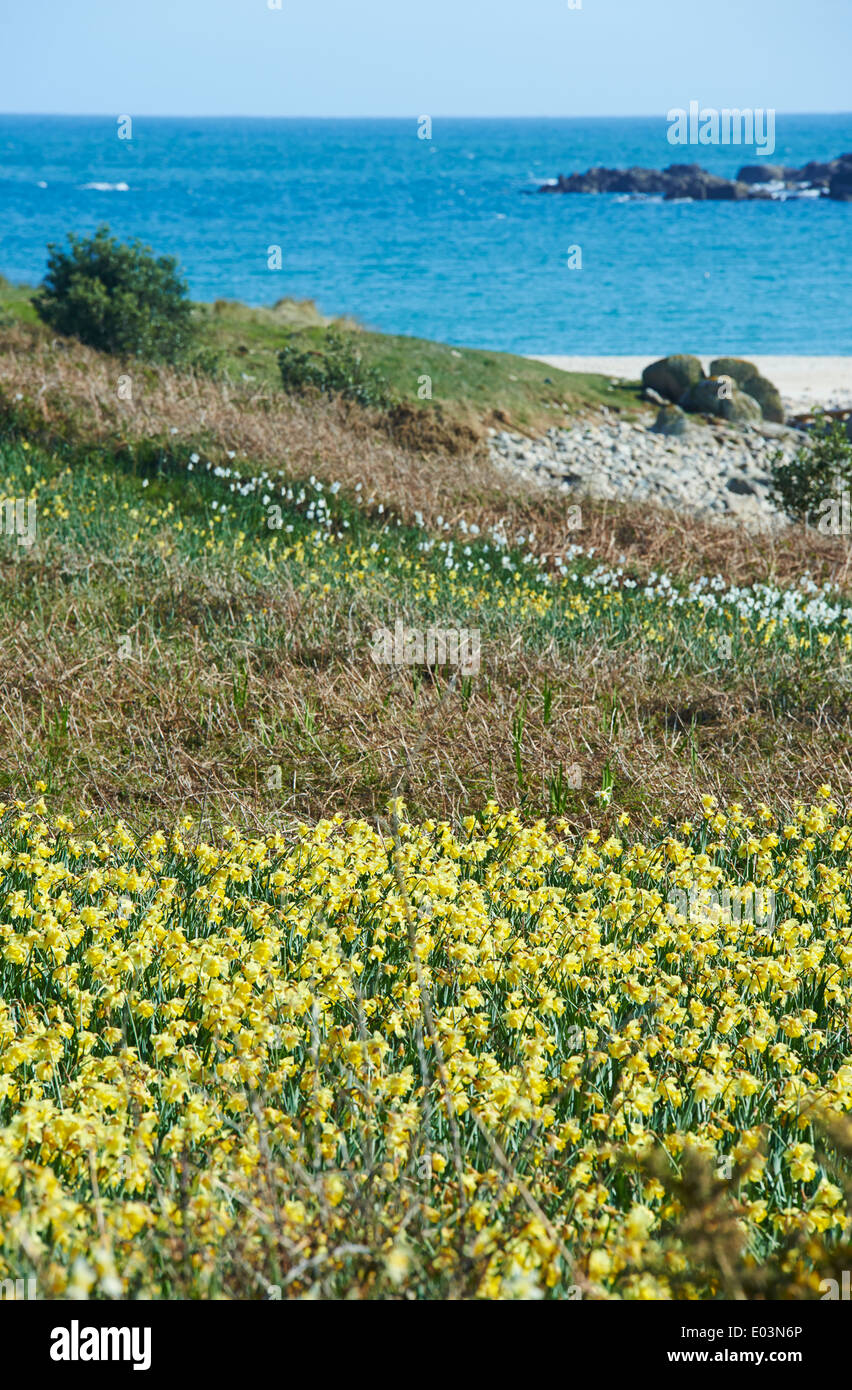 Narcisi narcisi sull isola di Gugh, isole Scilly, Scillies, Cornwall nel mese di aprile Foto Stock