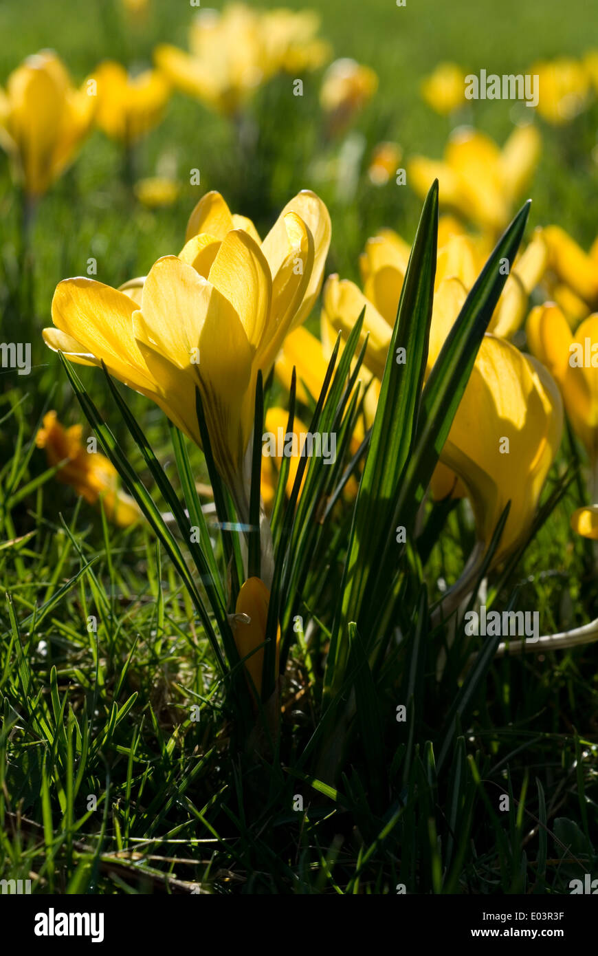 Fiori del croco Foto Stock