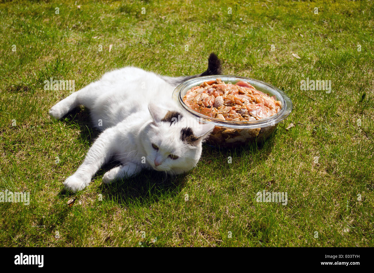 Ciotola piena di materie marinato pezzi di carni bovine nel prato accanto giacciono Big fat affamato gatto bianco Foto Stock