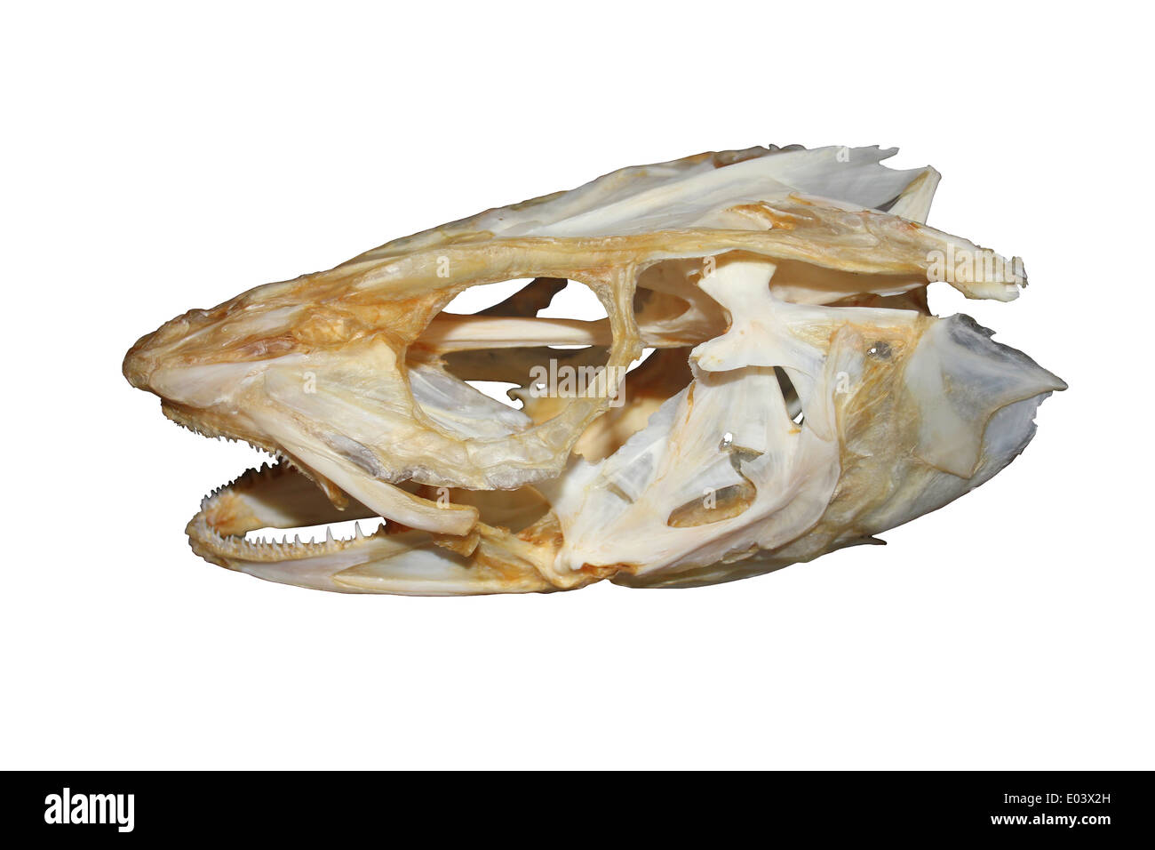 Merluzzo bianco dello scheletro di testa Foto Stock