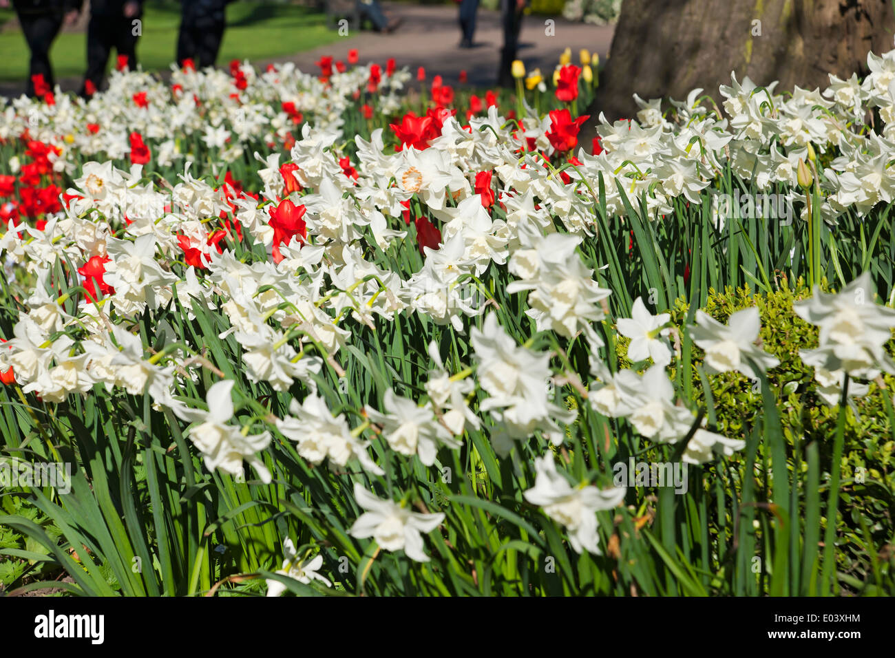 Bianco narcisi narcissus fiori fioritura e tulipani rossi tulipano in misto confine primavera giardino Inghilterra Regno Unito Foto Stock