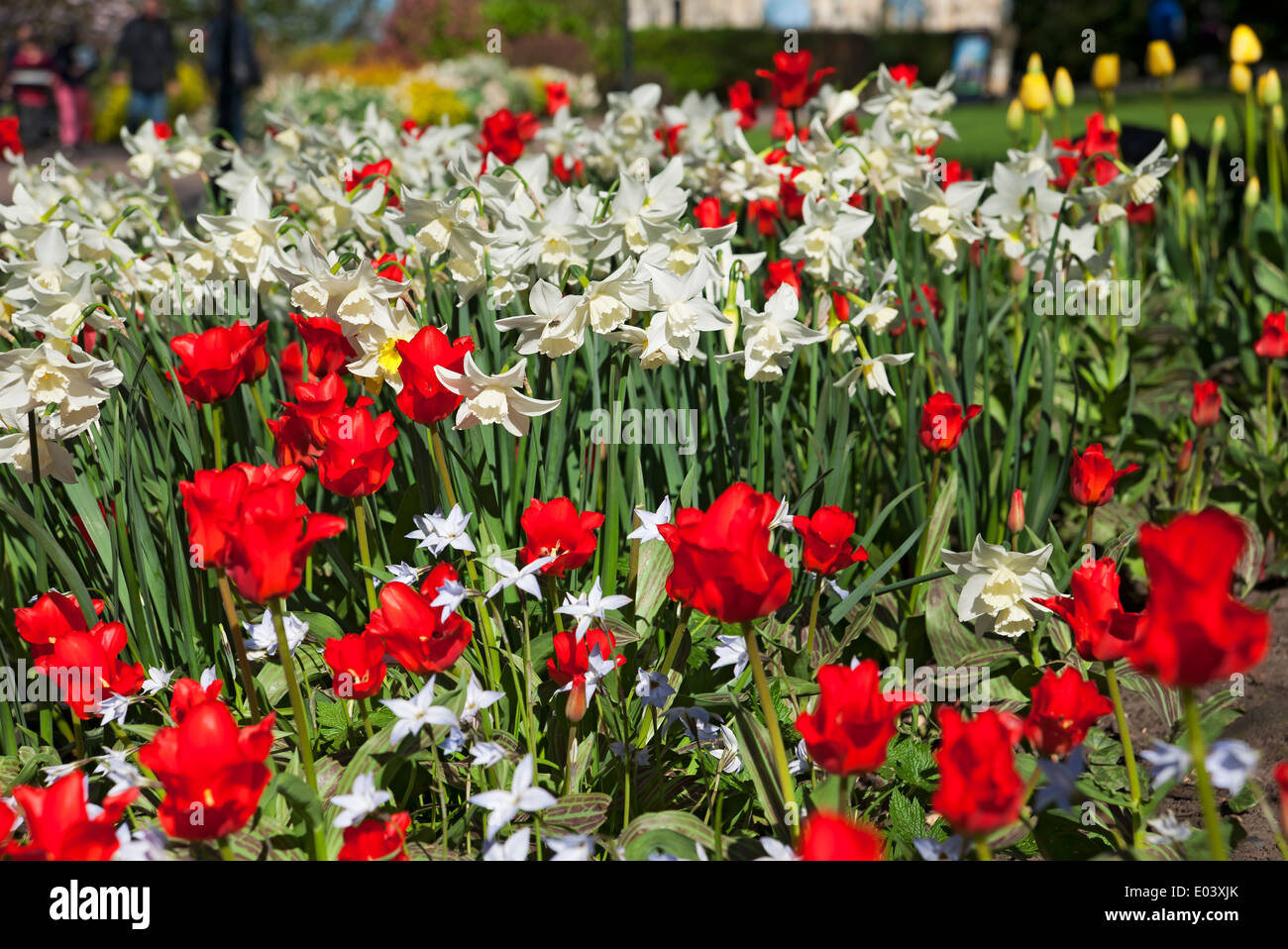 Bianco narcisi narcissus fiori fioritura e tulipani rossi tulipano in misto confine primavera giardino Inghilterra Regno Unito Foto Stock