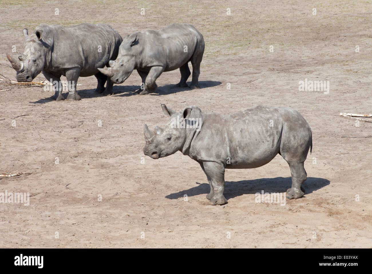 Tre rinoceronte bianco o piazza a labbro rinoceronte (Ceratotherium simum) Foto Stock