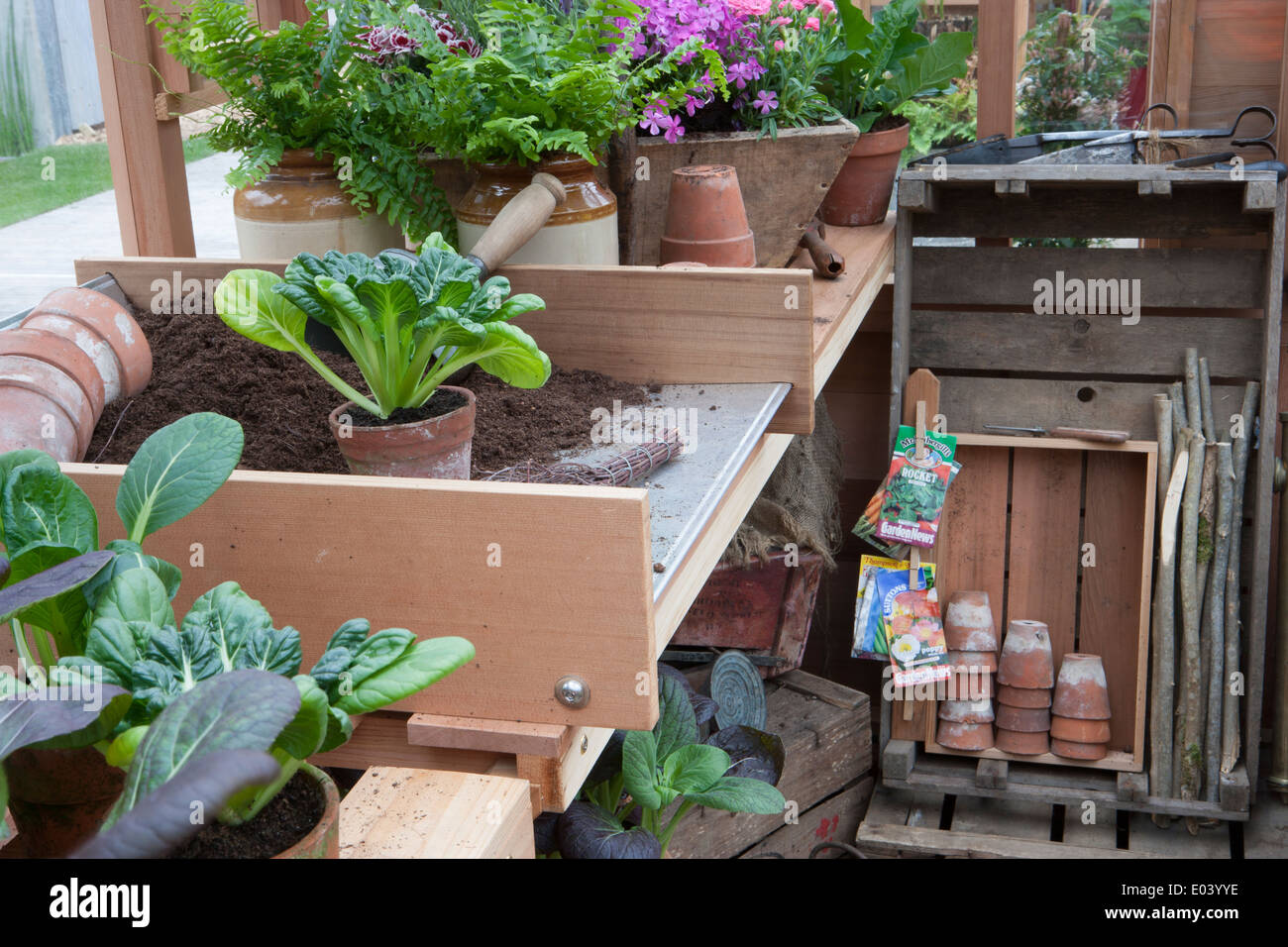 Gabriel Ash serra capannone interno con pak choi che cresce in vecchie pentole di terracotta giardinaggio senza plastica RHS Chelsea flower show 2013 UK Foto Stock