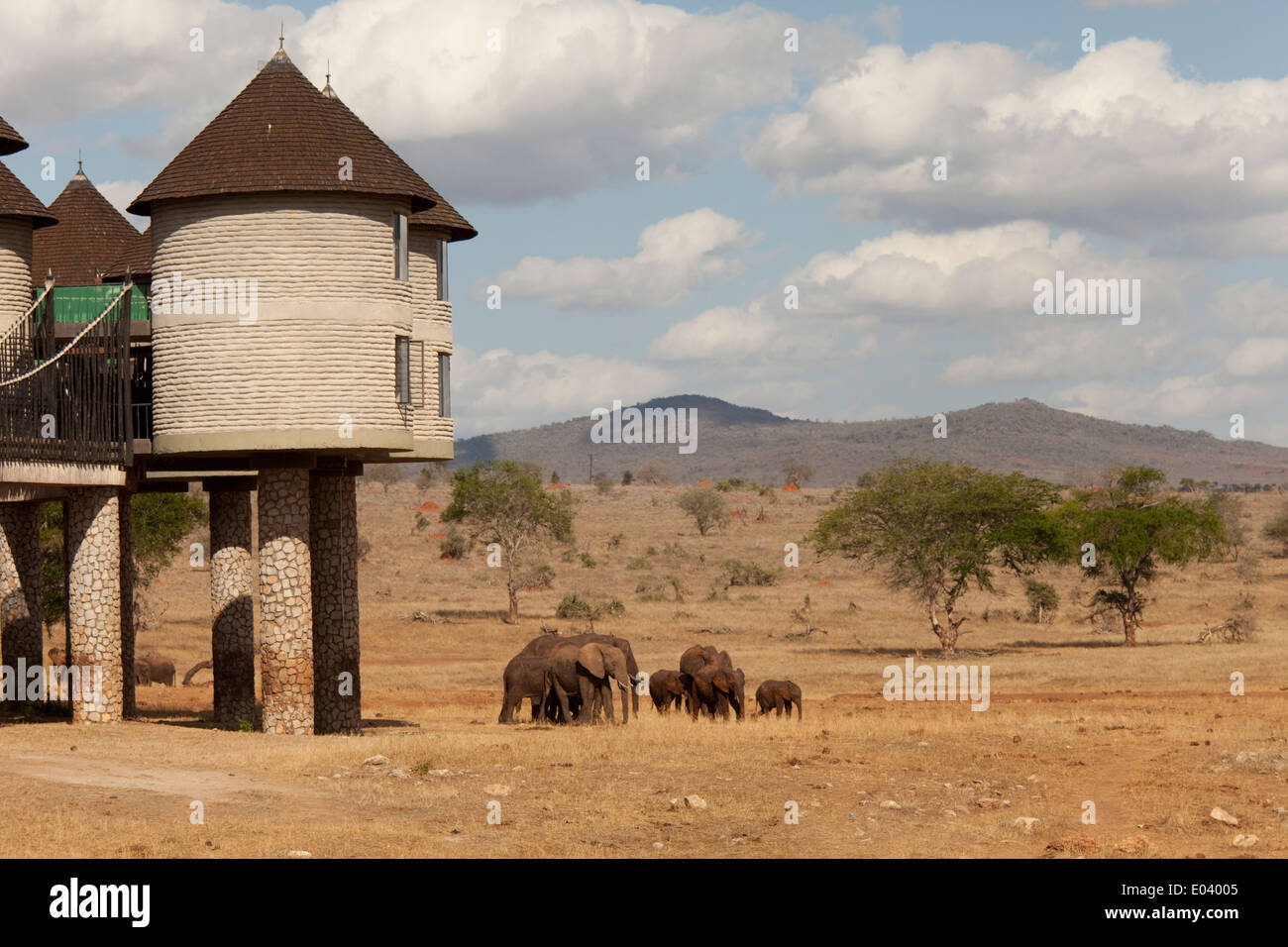 Elefanti a Sarova Salt Lick Game Lodge Taita Hills Kenya Foto Stock