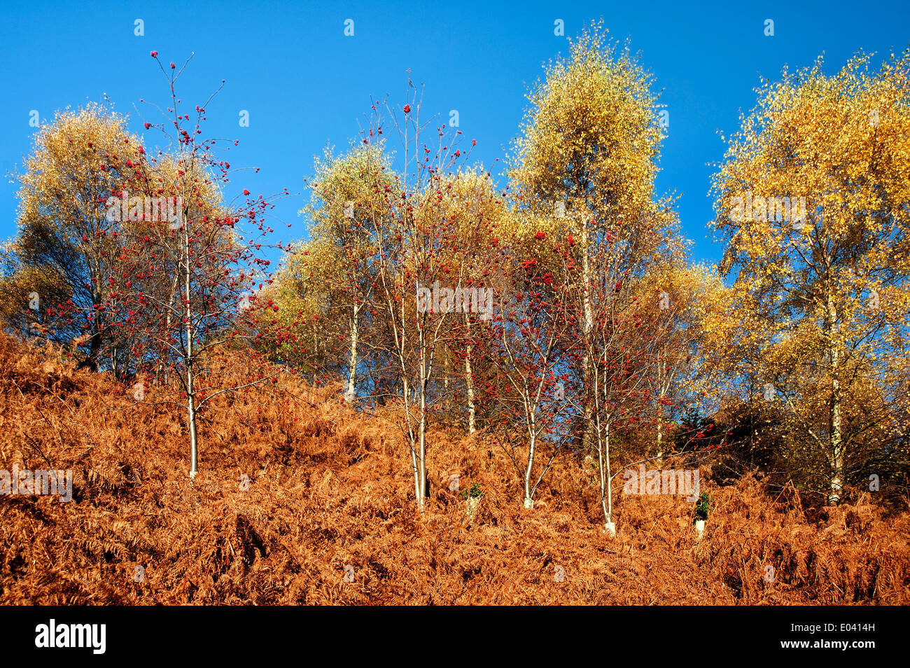 Sole autunnale sugli alberi a Danby Lodge boschi Foto Stock
