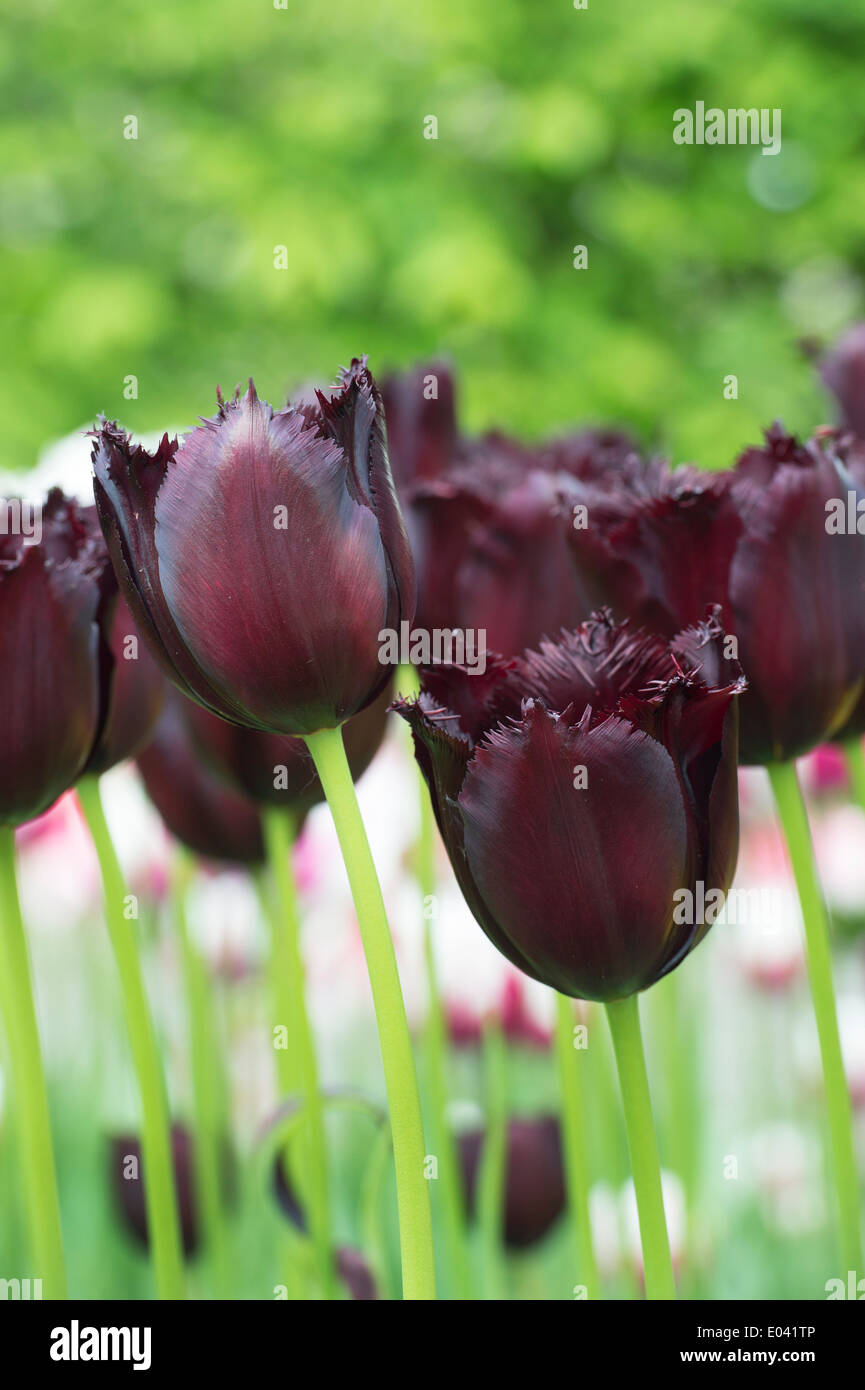 Tulipa. Orlata Tulip "Vincent van Gogh' fiori Foto Stock
