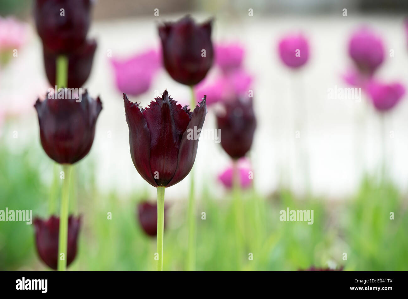 Tulipa. Orlata Tulip "Vincent van Gogh' fiori Foto Stock