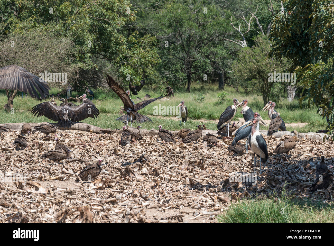 Vulture e marabou mangiare da animali morti nel centro natura sud africa Foto Stock