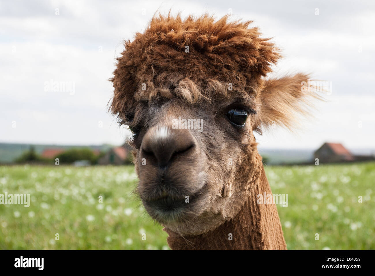 Alpaca, che sono una specie animali domestiche di South American camelid pascolano in una fattoria nel North Yorkshire. Foto Stock