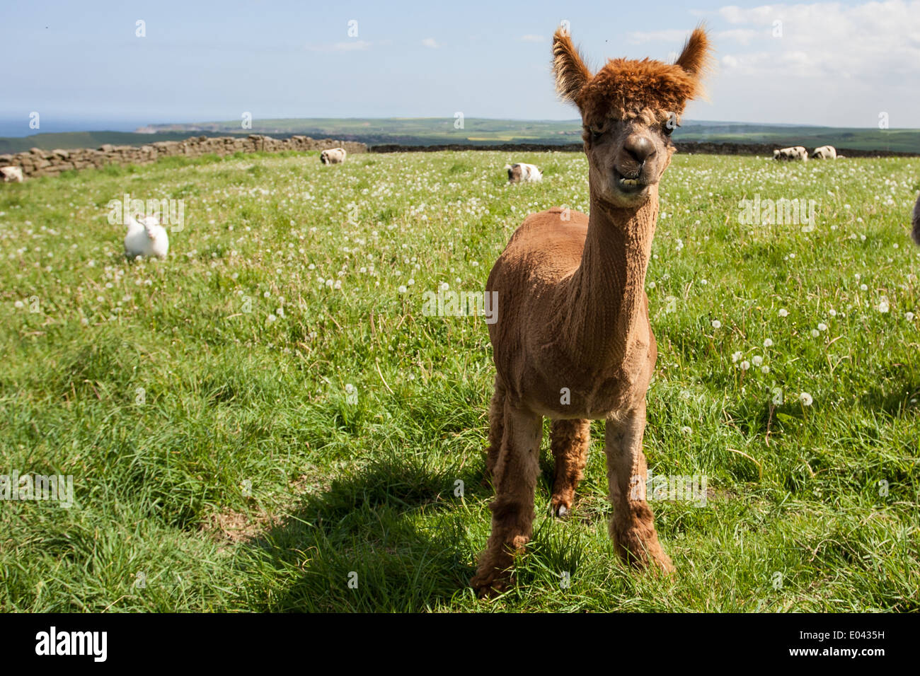 Alpaca, che sono una specie animali domestiche di South American camelid pascolano in una fattoria nel North Yorkshire. Foto Stock