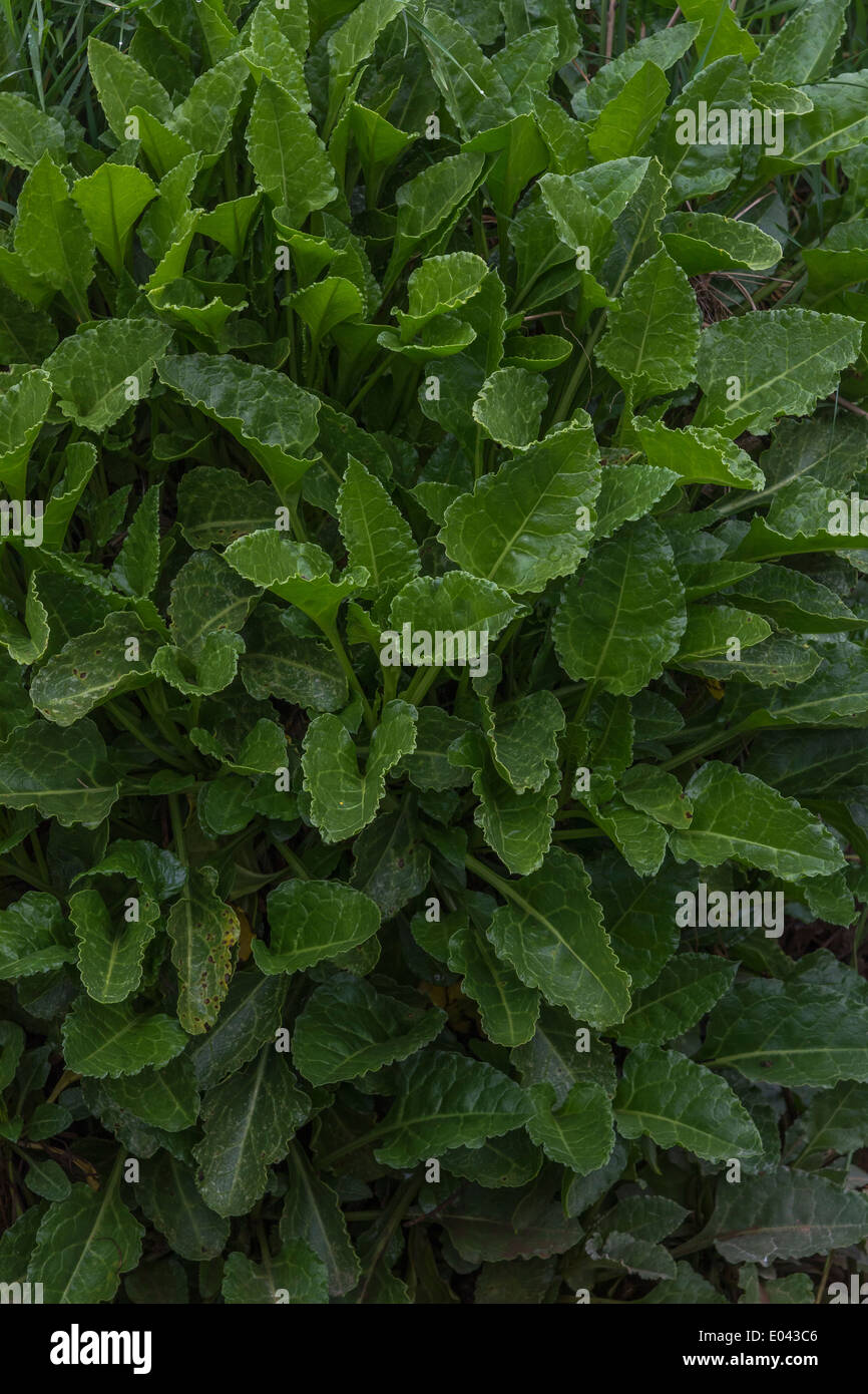 Foglie di barbabietola del Mare - Beta vulgaris maritima. Rovistando e sala da pranzo sul concetto di selvatico. Foto Stock