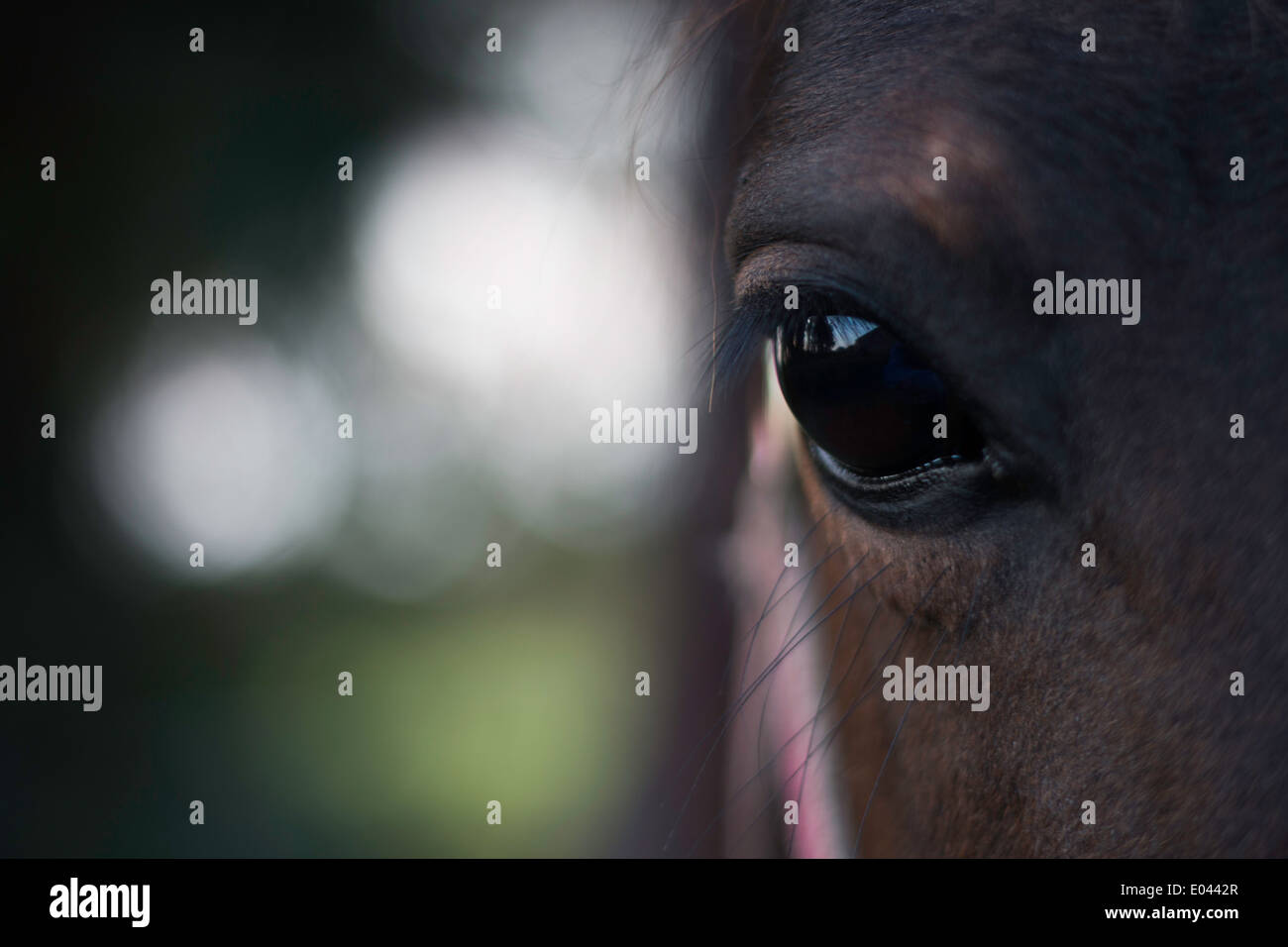 Occhio dei cavalli Foto Stock