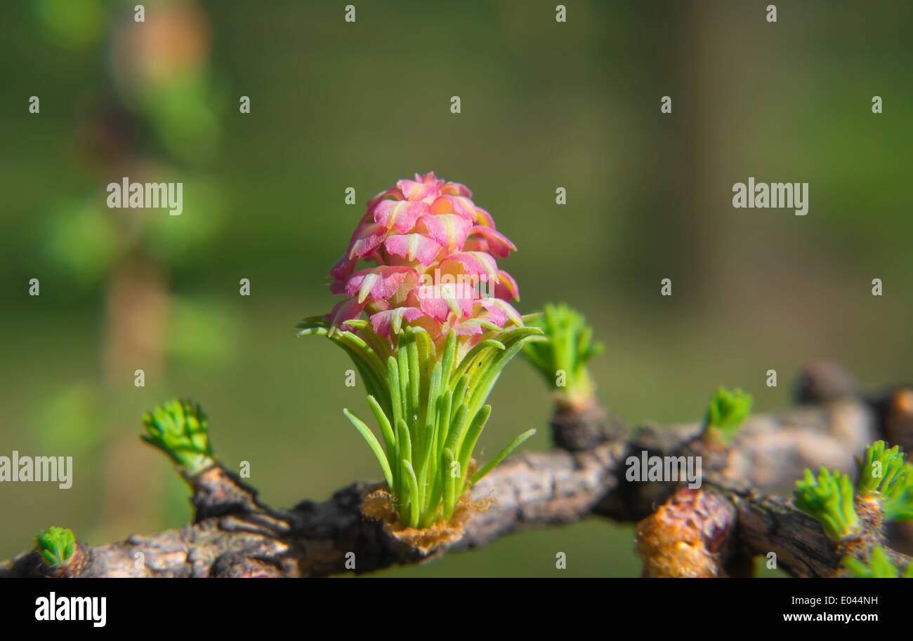 Larix - fiore di larice Foto Stock