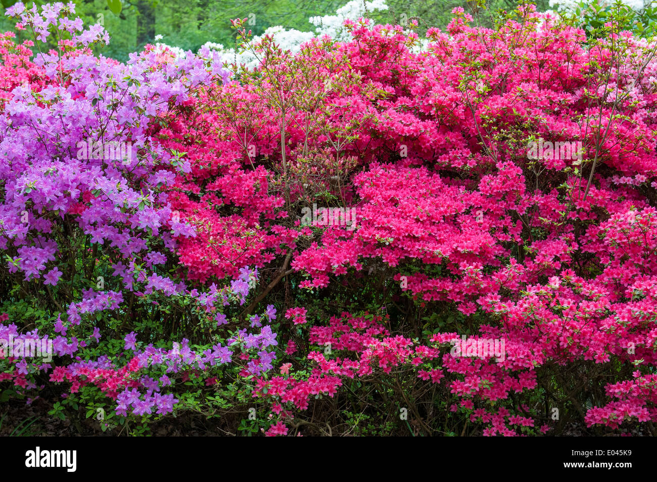 Isabella Plantation, Richmond Park Foto Stock