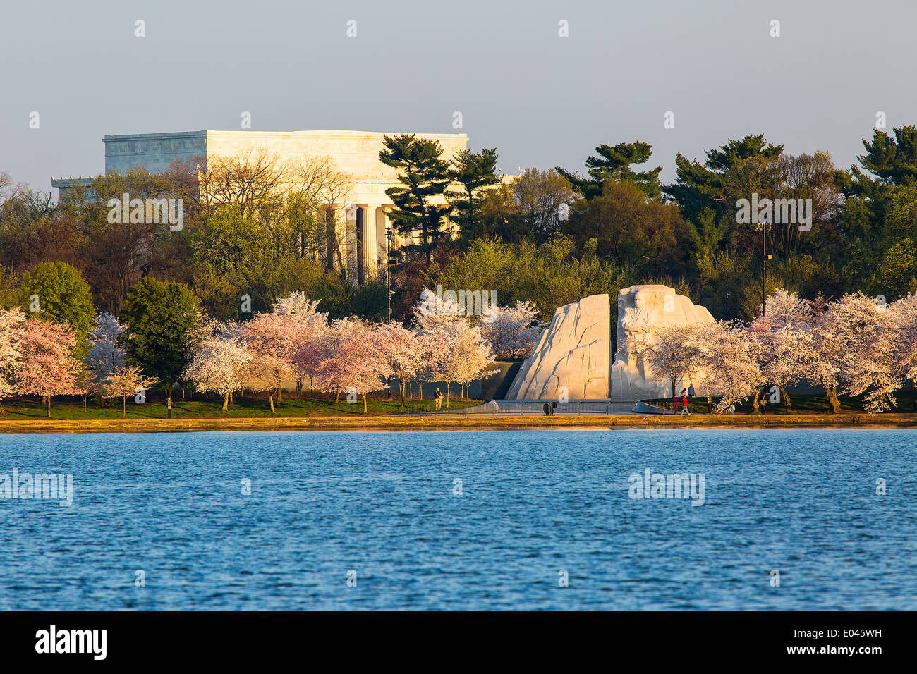 Washington DC Cherry Blossoms intorno al bacino di marea Martin Luther King Jr. Memorial con il Lincoln Memorial in background Foto Stock