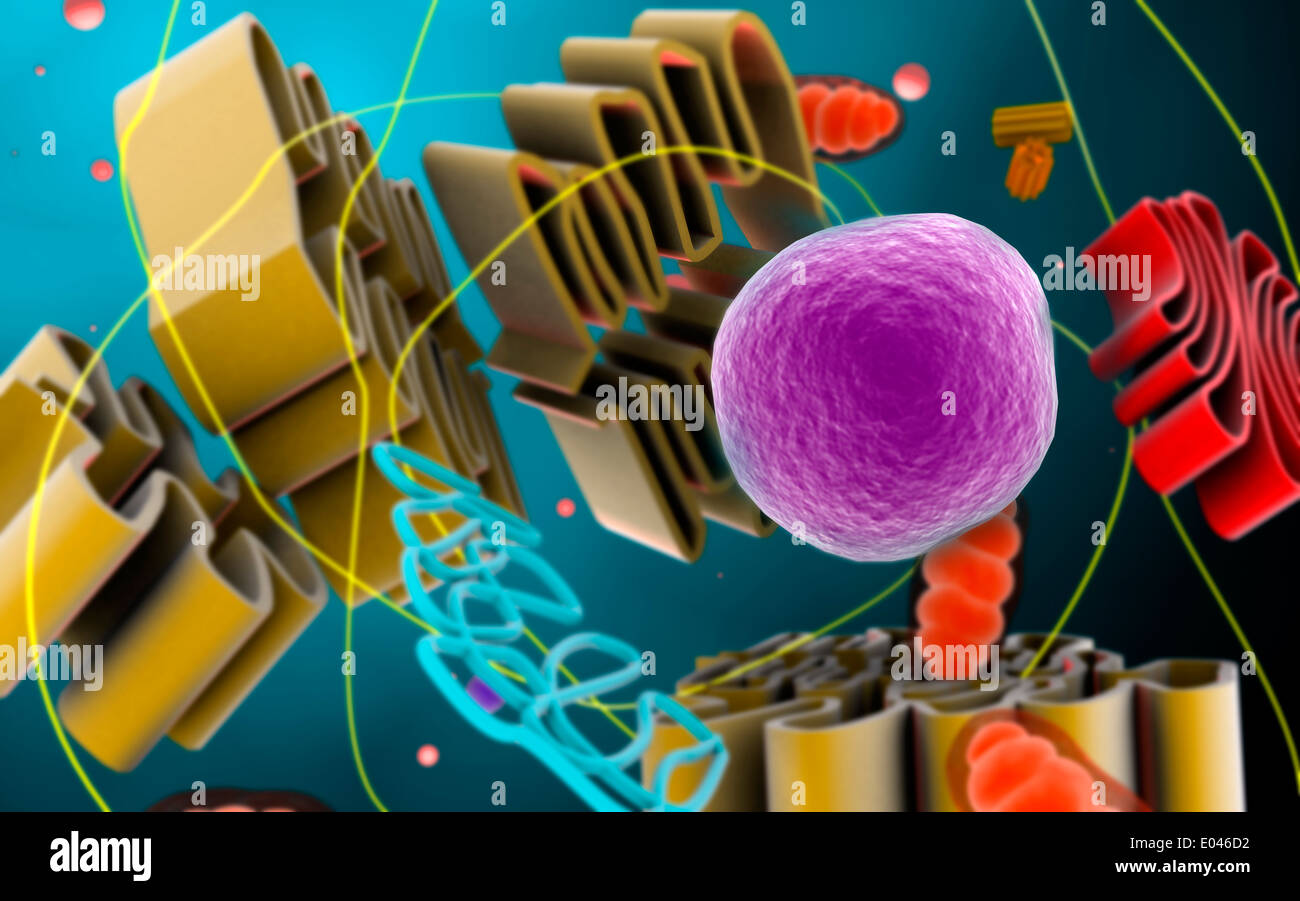 Vista microscopica della cellula animale nucleo. Foto Stock