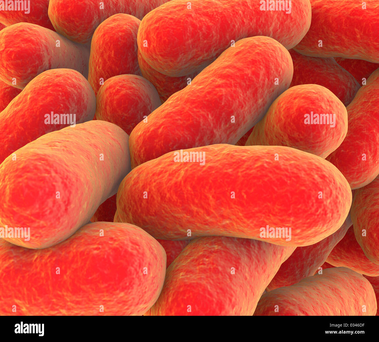 Vista microscopico di batteri. Foto Stock