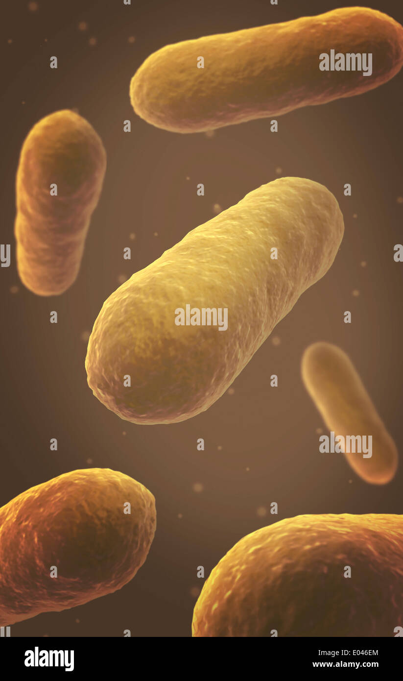 Vista microscopico di batteri. Foto Stock