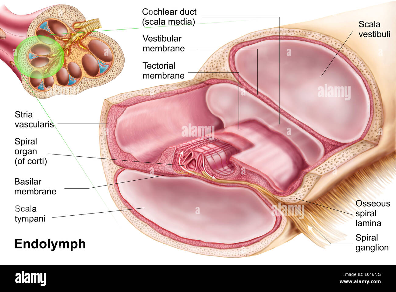 Medical illustrazione che mostra endolymph nel labirinto membranoso dell'orecchio interno. Foto Stock