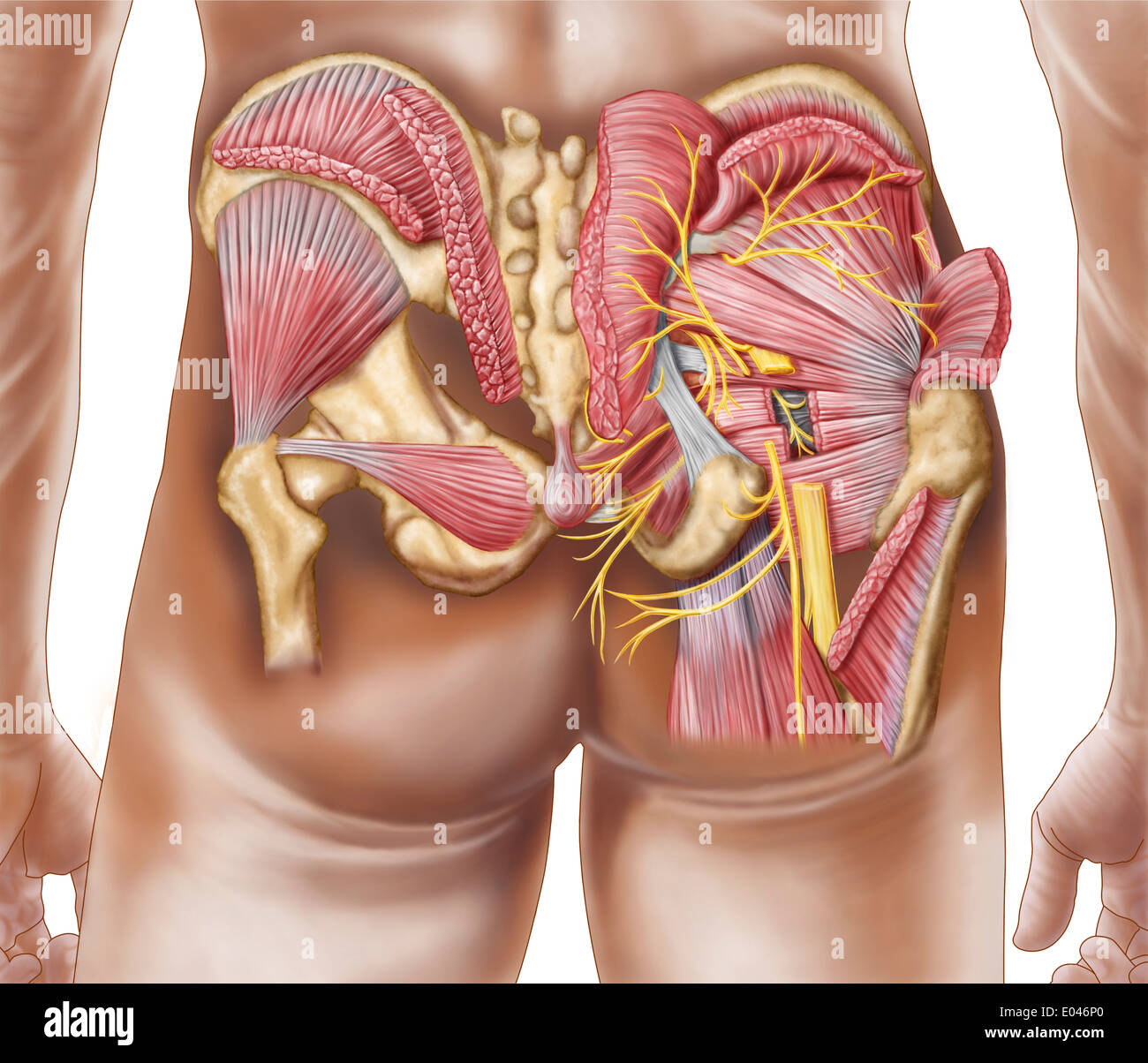 Anatomia dei muscoli glutei in campo umano natiche. Foto Stock