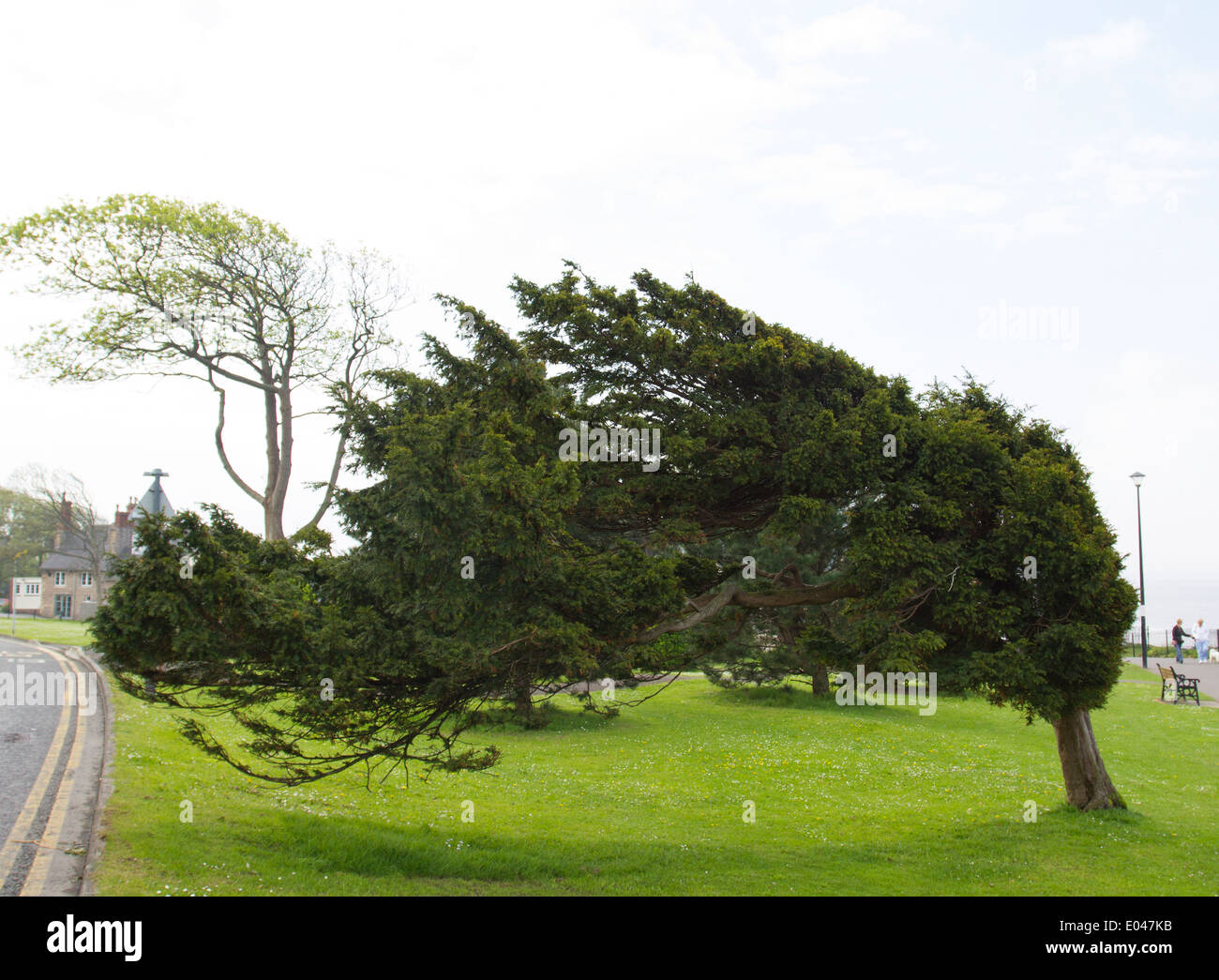 Un ventoso Yew Tree dal lungomare di Clevedon, England, Regno Unito Foto Stock