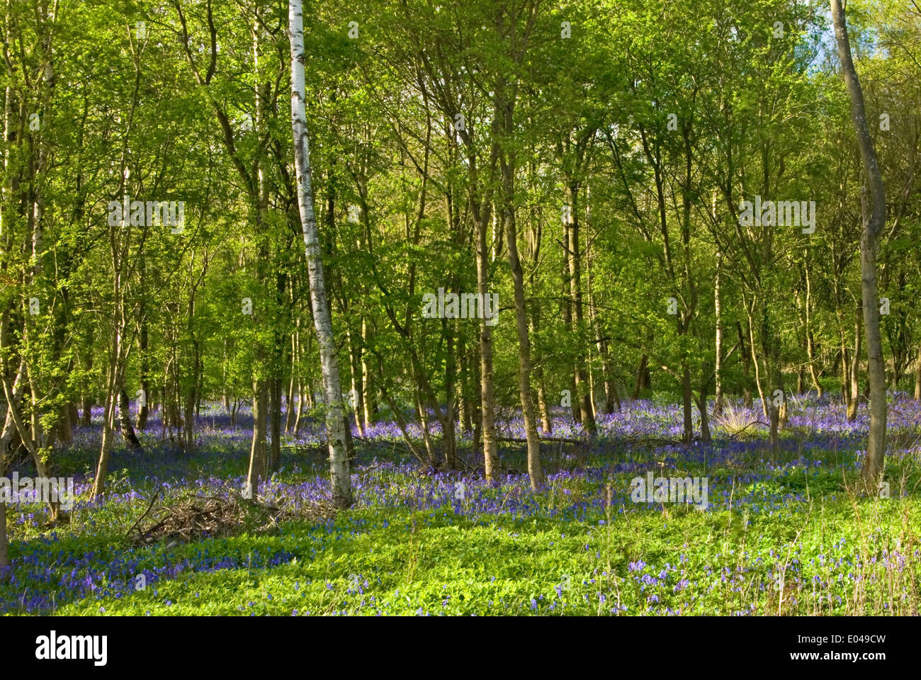 Bluebells in una radura del bosco Foto Stock