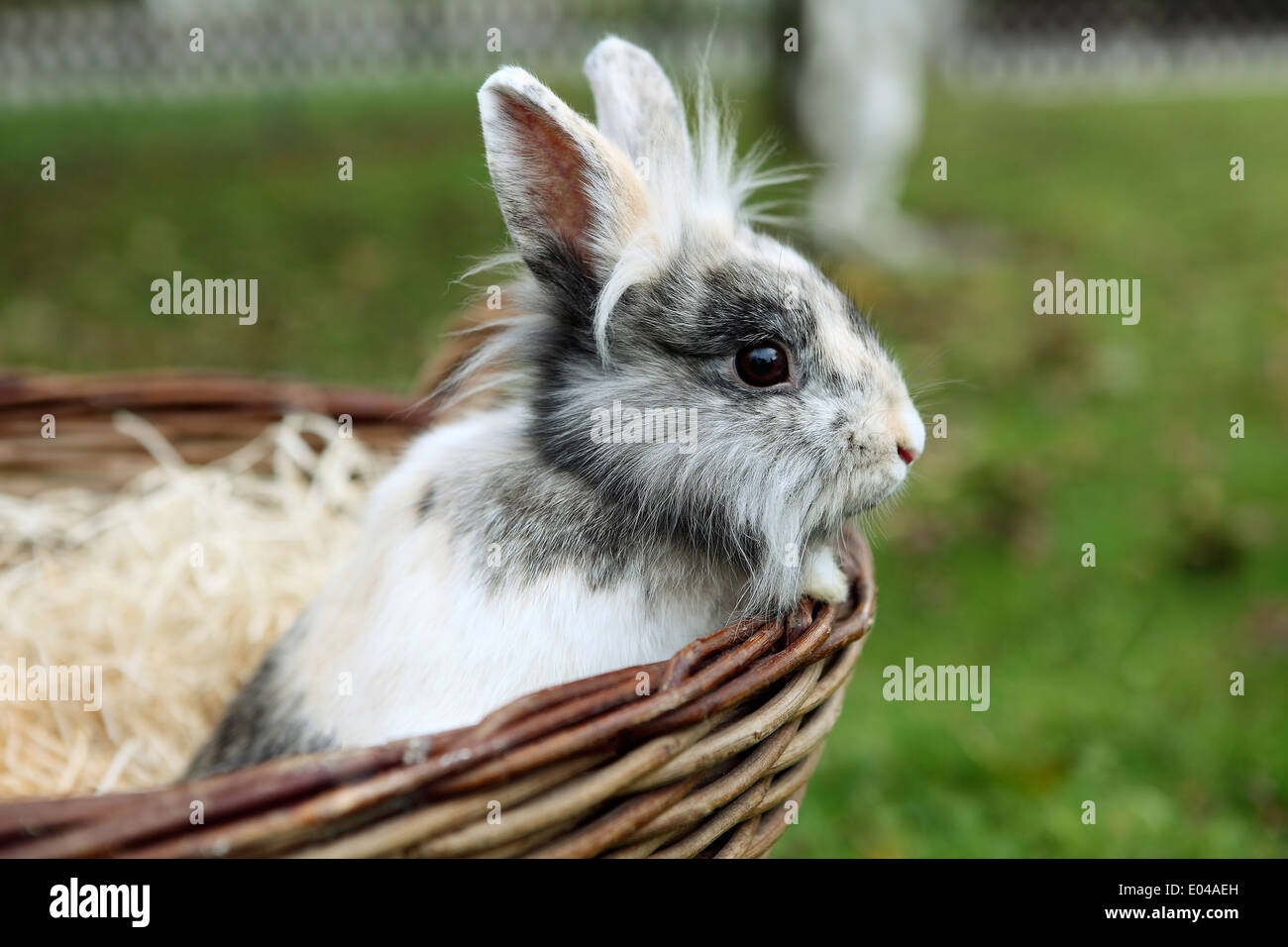 Il leoncello coniglietto di testa in un cestello Foto Stock