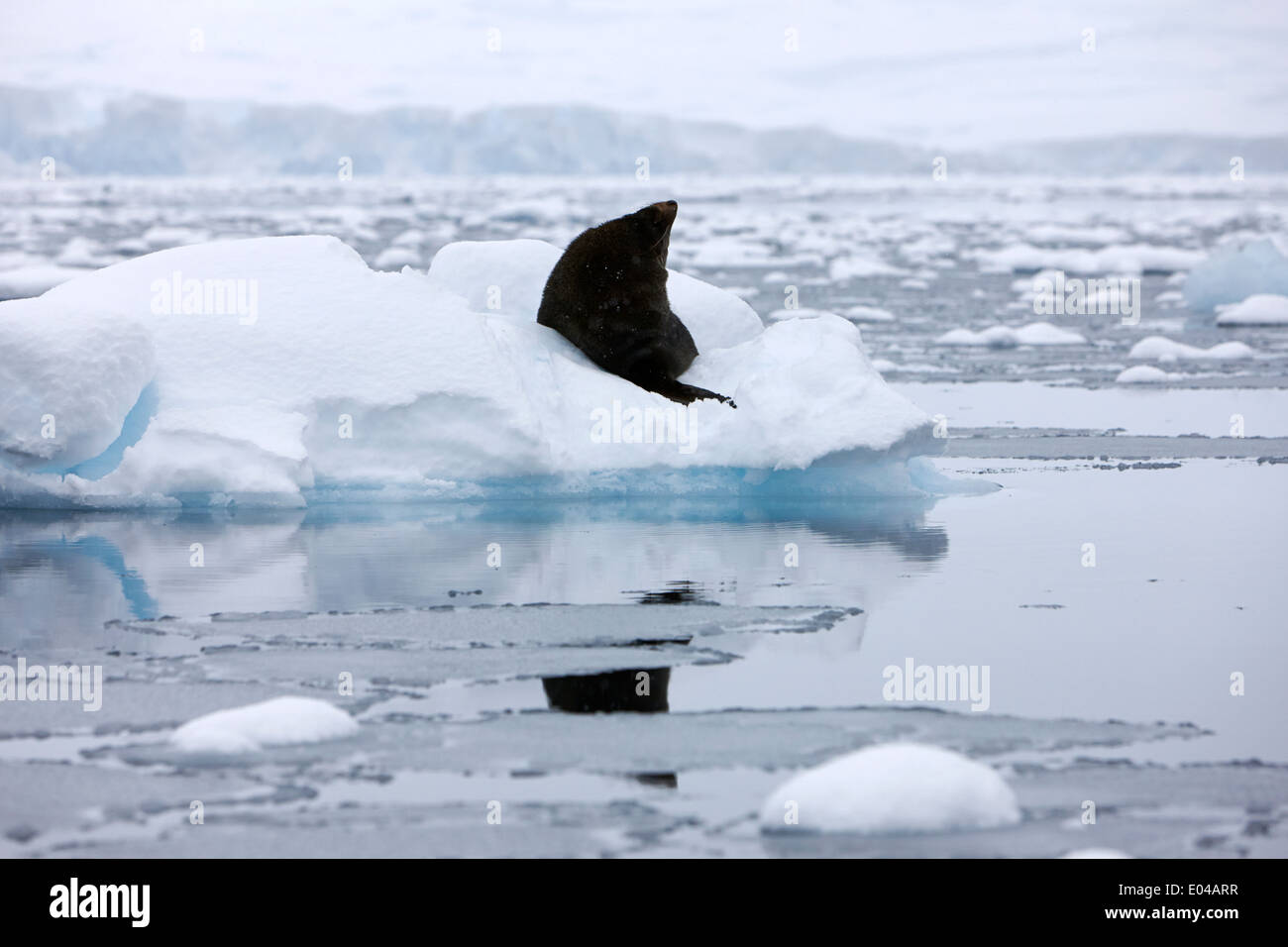 Il novellame di pelliccia sigillo cercando di fingere di non notare galleggiante su iceberg nella baia di Fournier Antartide Foto Stock