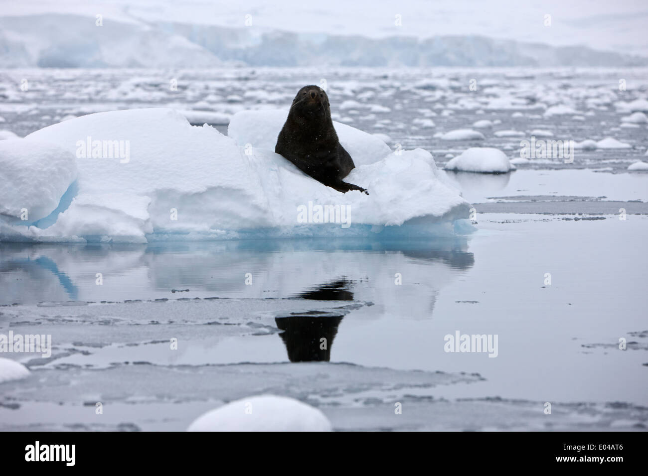 Il novellame di pelliccia sigillo guardando dritto alla telecamera galleggiante su iceberg nella baia di Fournier Antartide Foto Stock