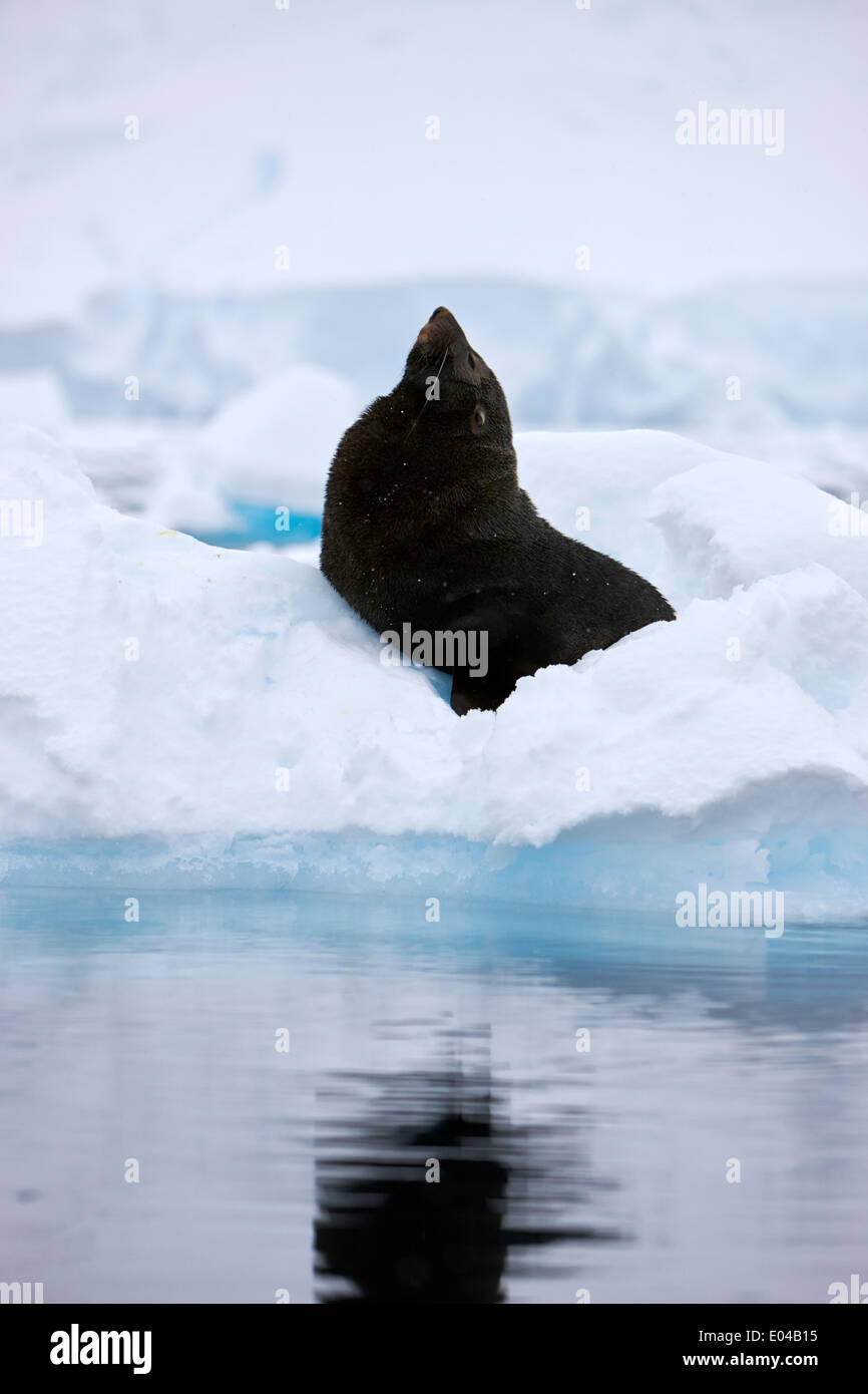 Il novellame di pelliccia sigillo cercando stretching esagerando dimensioni galleggiante su iceberg nella baia di Fournier Antartide Foto Stock