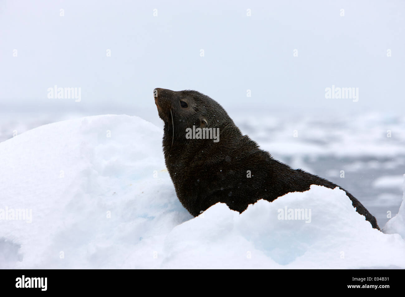 Il novellame di pelliccia sigillo galleggiante su iceberg nella baia di Fournier Antartide Foto Stock