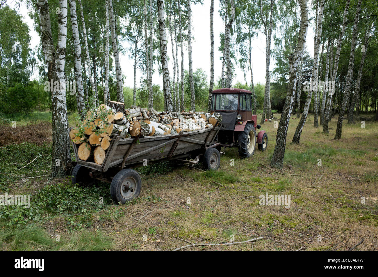 Rimorchio di legna da ardere trainato da piccola utility il trattore. Zawady Polonia centrale Foto Stock