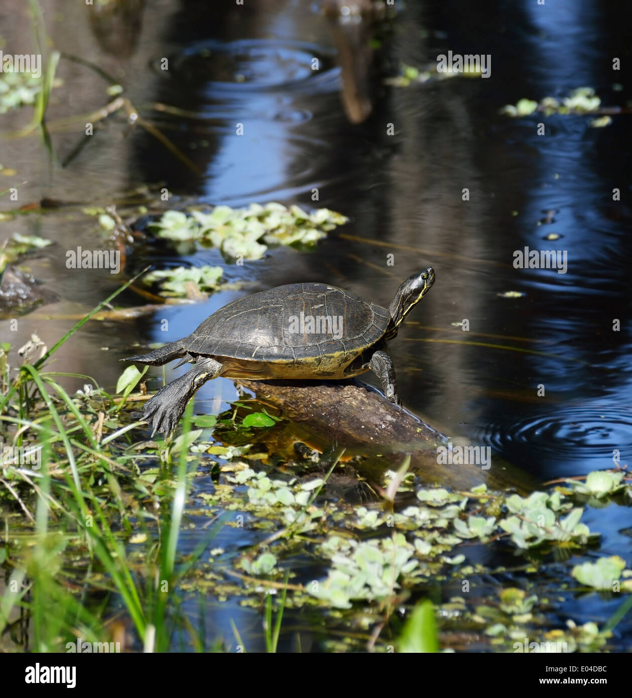 La tartaruga sul lago in Florida zone umide Foto Stock
