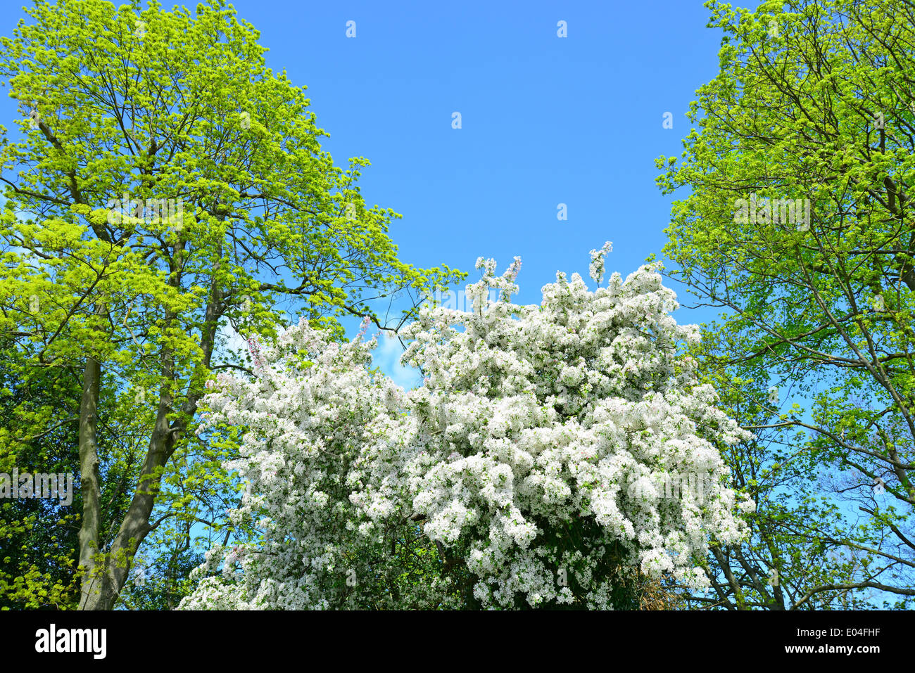 Albero in fiore, Station Approach, Virginia Water, Surrey, England, Regno Unito Foto Stock