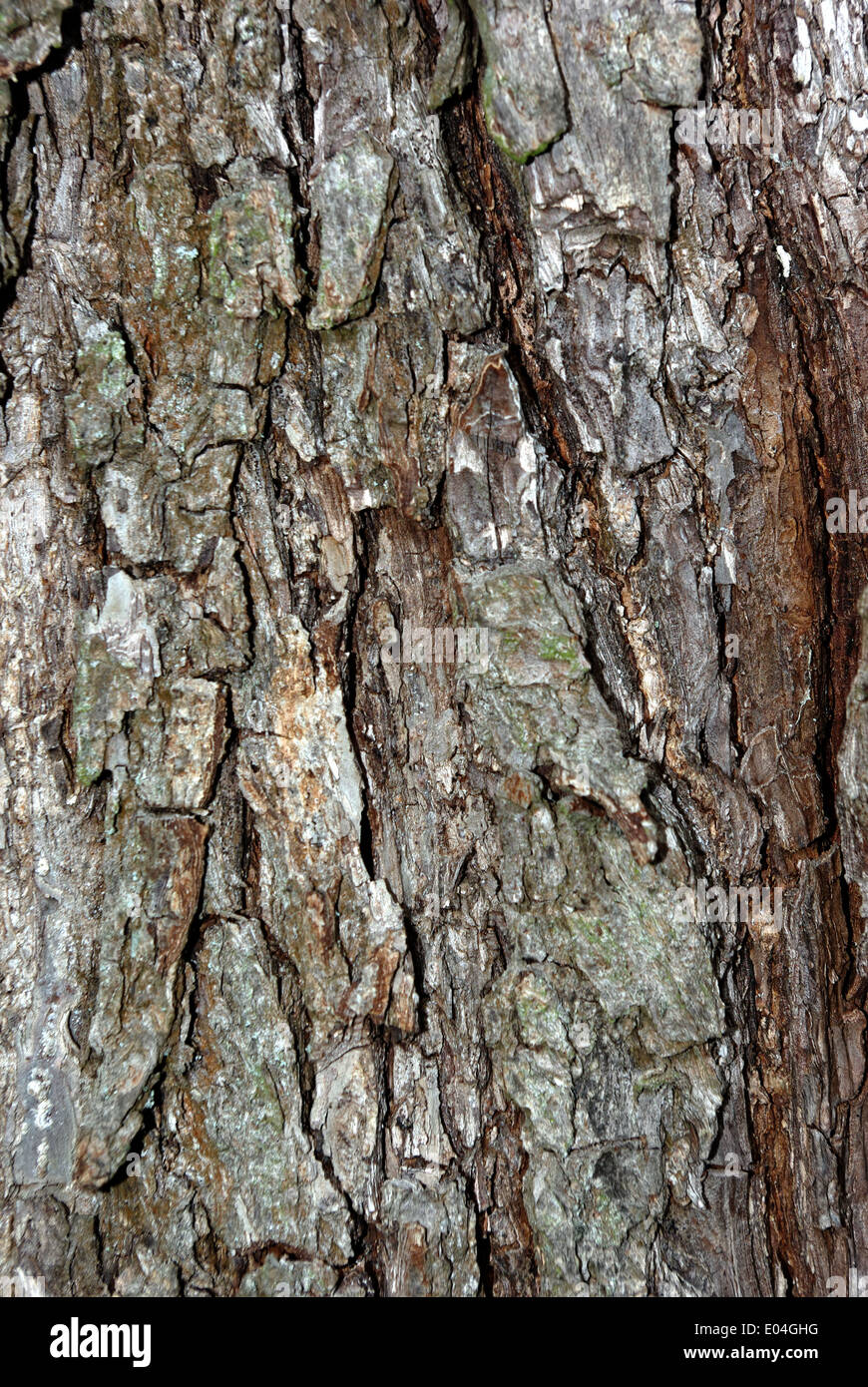 Chiudi immagine del vecchio albero superficie illuminata dal sole al giorno d'estate. Foto Stock