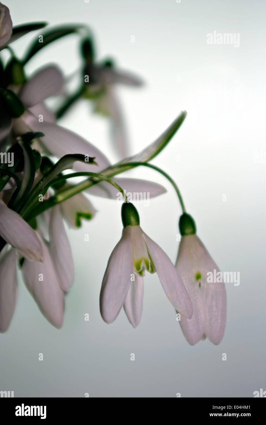 Snowdrops fresco nel vaso di vetro di fronte a uno sfondo bianco. Foto Stock