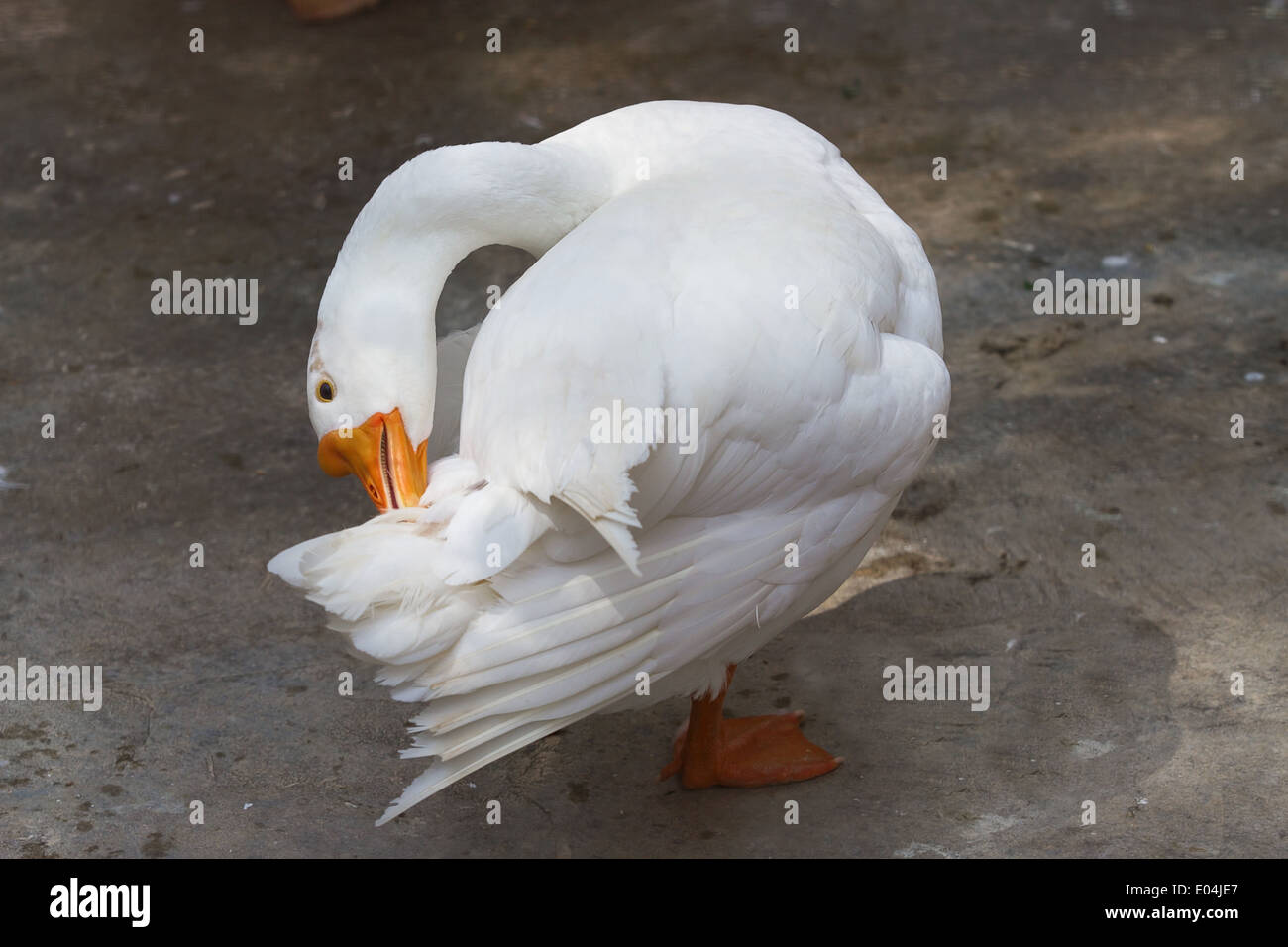 Preening oca bianca Foto Stock
