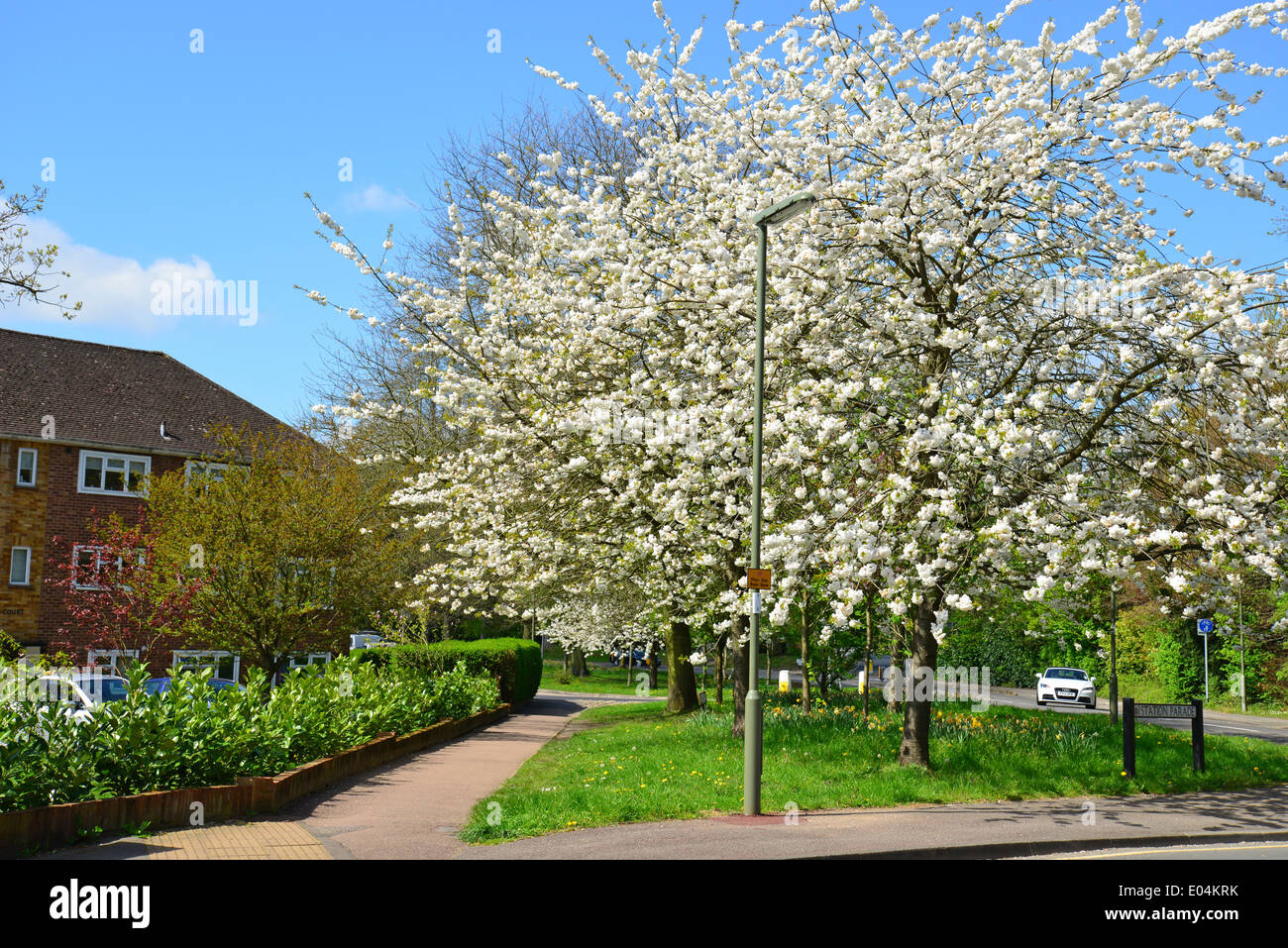 Albero in fiore, Station Approach, Virginia Water, Surrey, England, Regno Unito Foto Stock