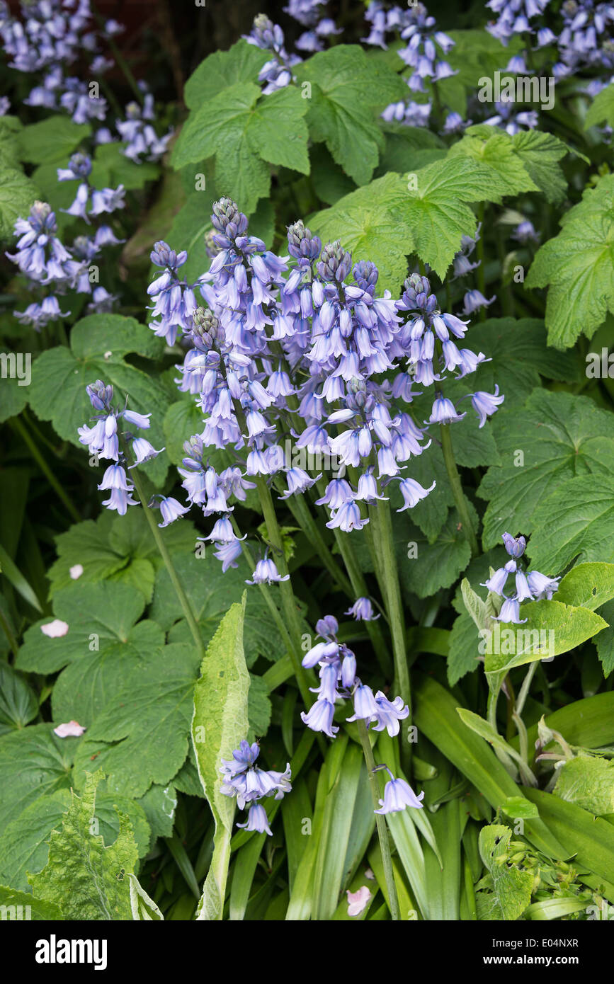Blue Bluebell Hispanica fiori in primavera fioriscono in un giardino di Cheshire Alsager England Regno Unito Regno Unito Foto Stock