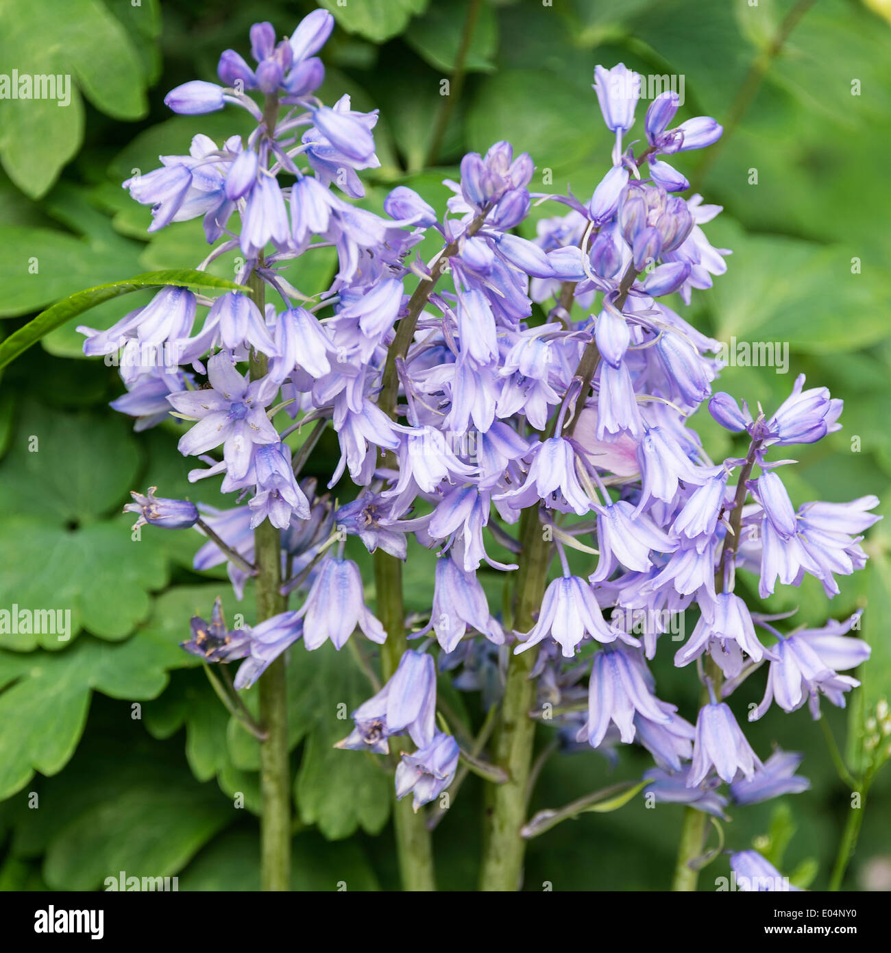 Blue Bluebell Hispanica fiori in primavera fioriscono in un giardino di Cheshire Alsager England Regno Unito Regno Unito Foto Stock