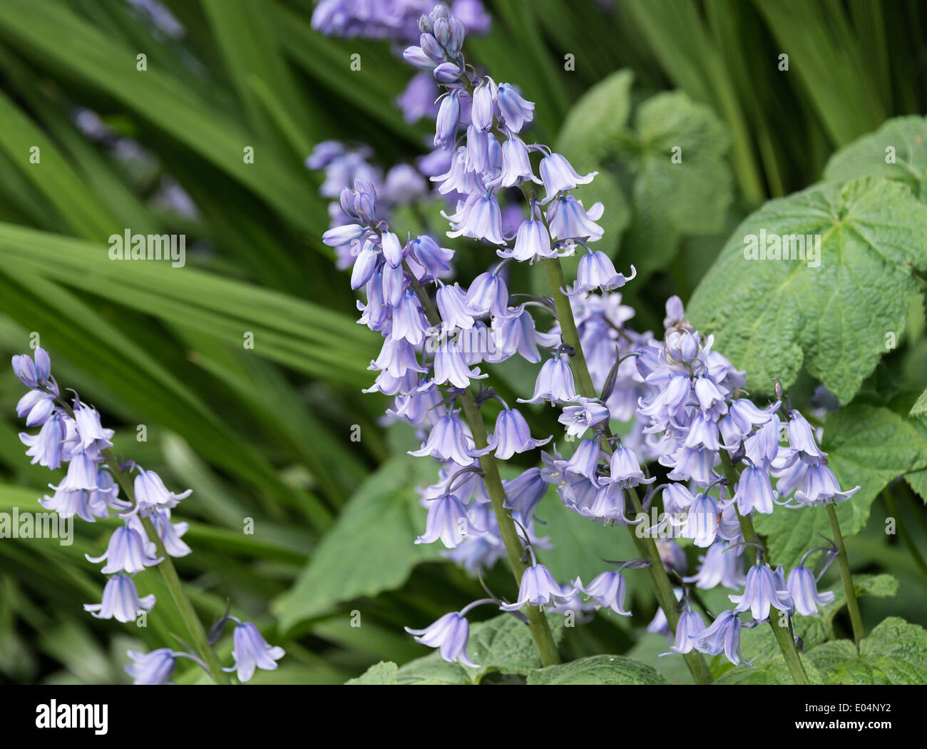 Blue Bluebell Hispanica fiori in primavera fioriscono in un giardino di Cheshire Alsager England Regno Unito Regno Unito Foto Stock