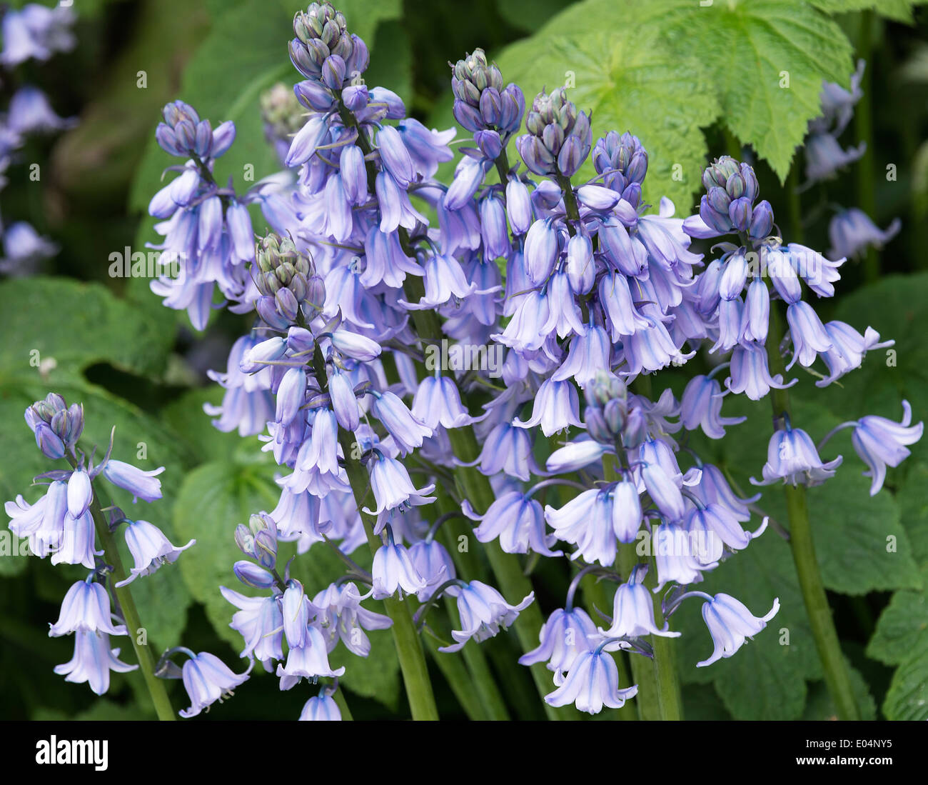 Blue Bluebell Hispanica fiore in primavera fioriscono in un giardino di Cheshire Alsager England Regno Unito Regno Unito Foto Stock