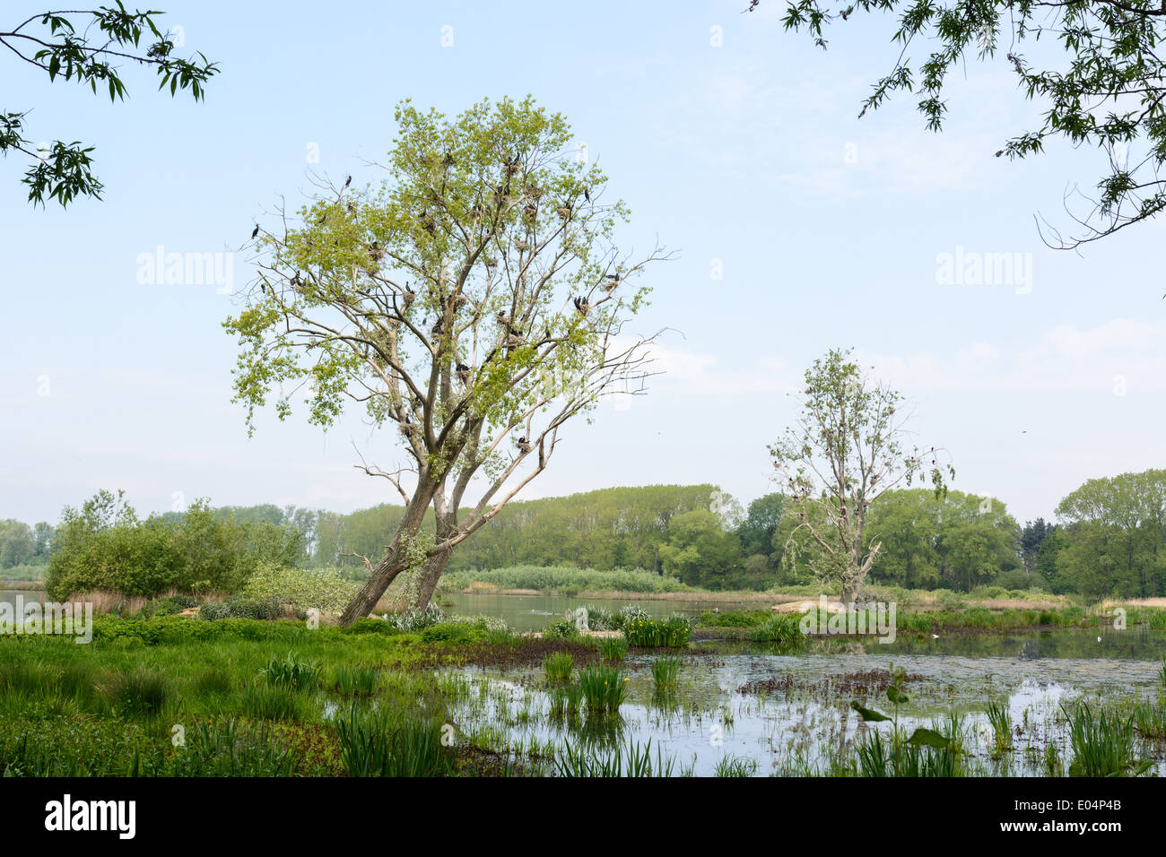 Natura resort con la colonia di Cormorani Bourgoyen a Gand, Belgio Foto Stock