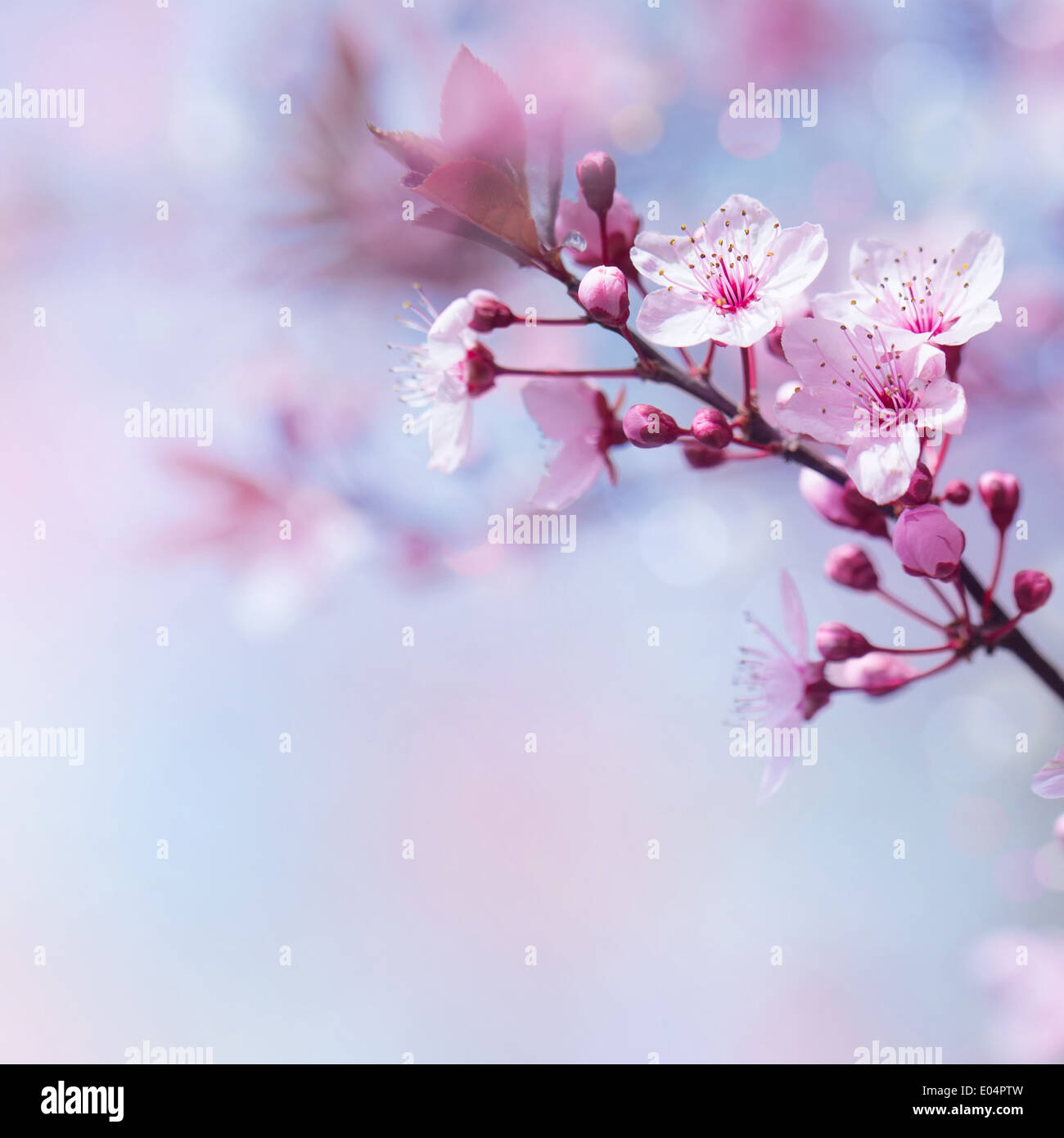 Bello ciliegio in fiore sul confine blu messa a fuoco morbida dello sfondo, offerta primavera la natura, blossom nel giardino giapponese Foto Stock
