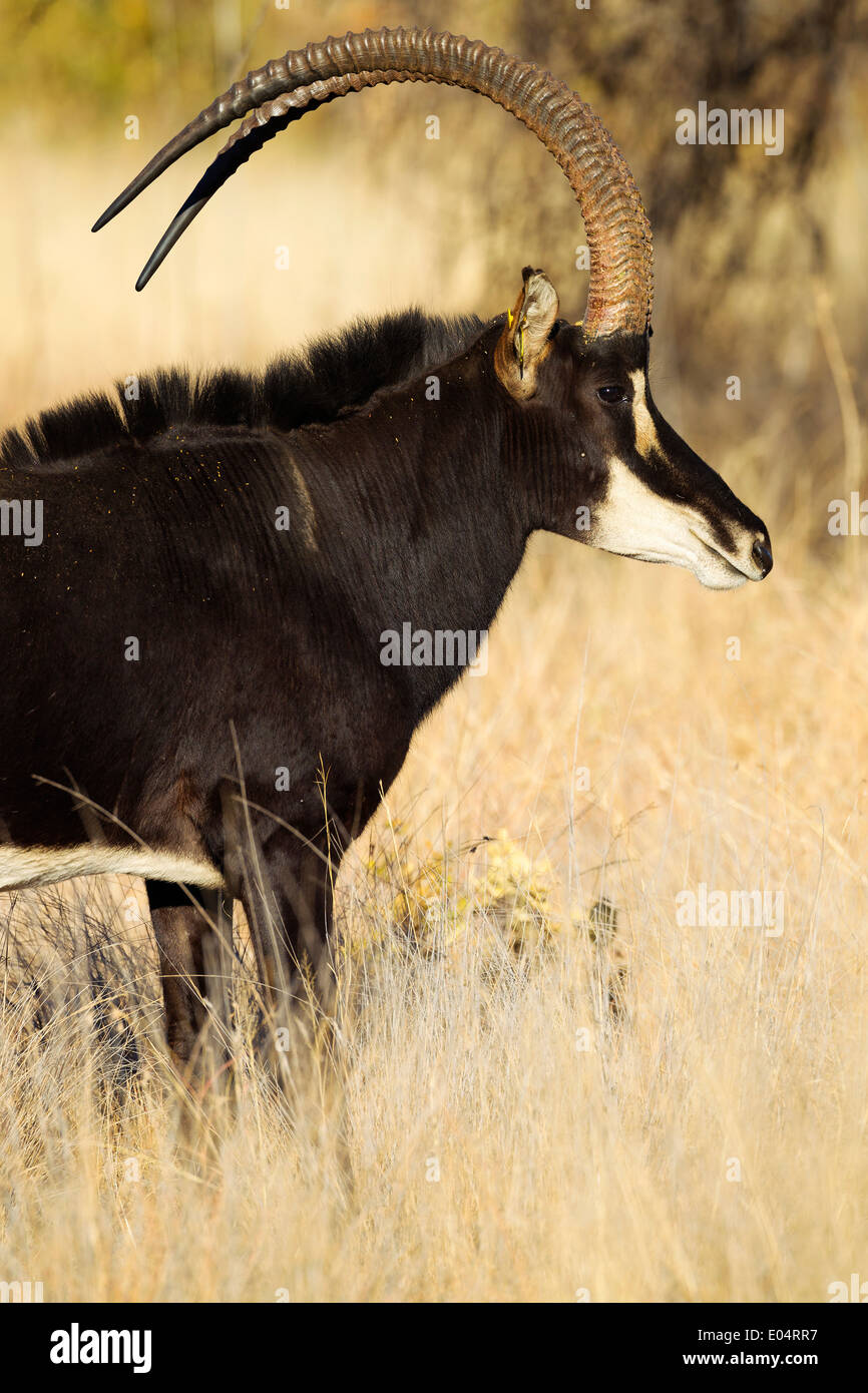 Ritratto di Sable Antelope (Hippotragus niger).Sud Africa Foto Stock