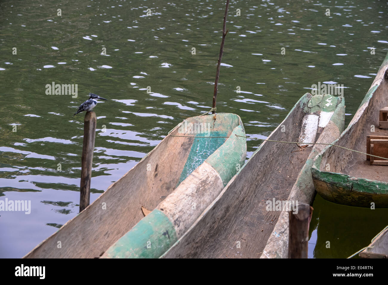 Un bianco e nero kingfisher o pied siede su di una piscina e di due canoe di legno al lago bunyonyi e in Uganda, Africa Foto Stock