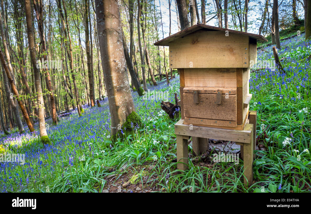 Un alveare di legno in un bellissimo bosco e circondato da bluebells e aglio selvatico. Foto Stock