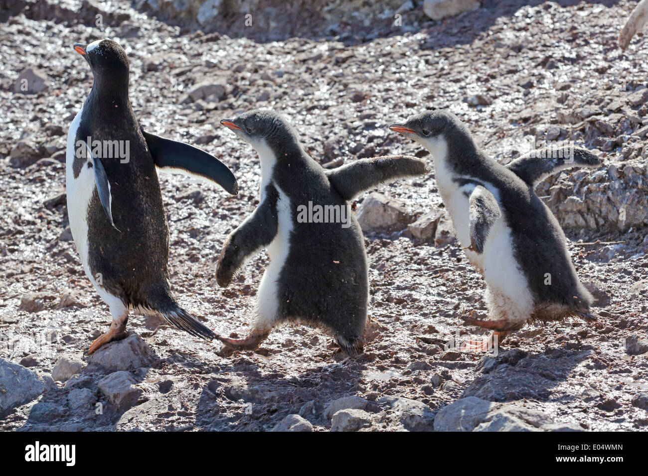 Pinguino Gentoo (Pygoscelis papua) pulcini chase adulto genitore per cibo, Penisola Antartica, Antartide Foto Stock